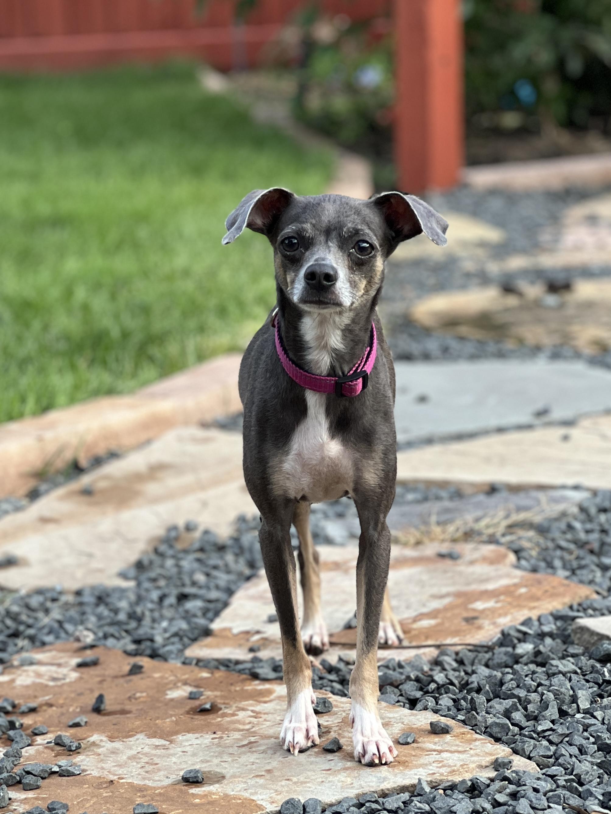 Winnie, Adoptable, Adult Female Italian Greyhound.