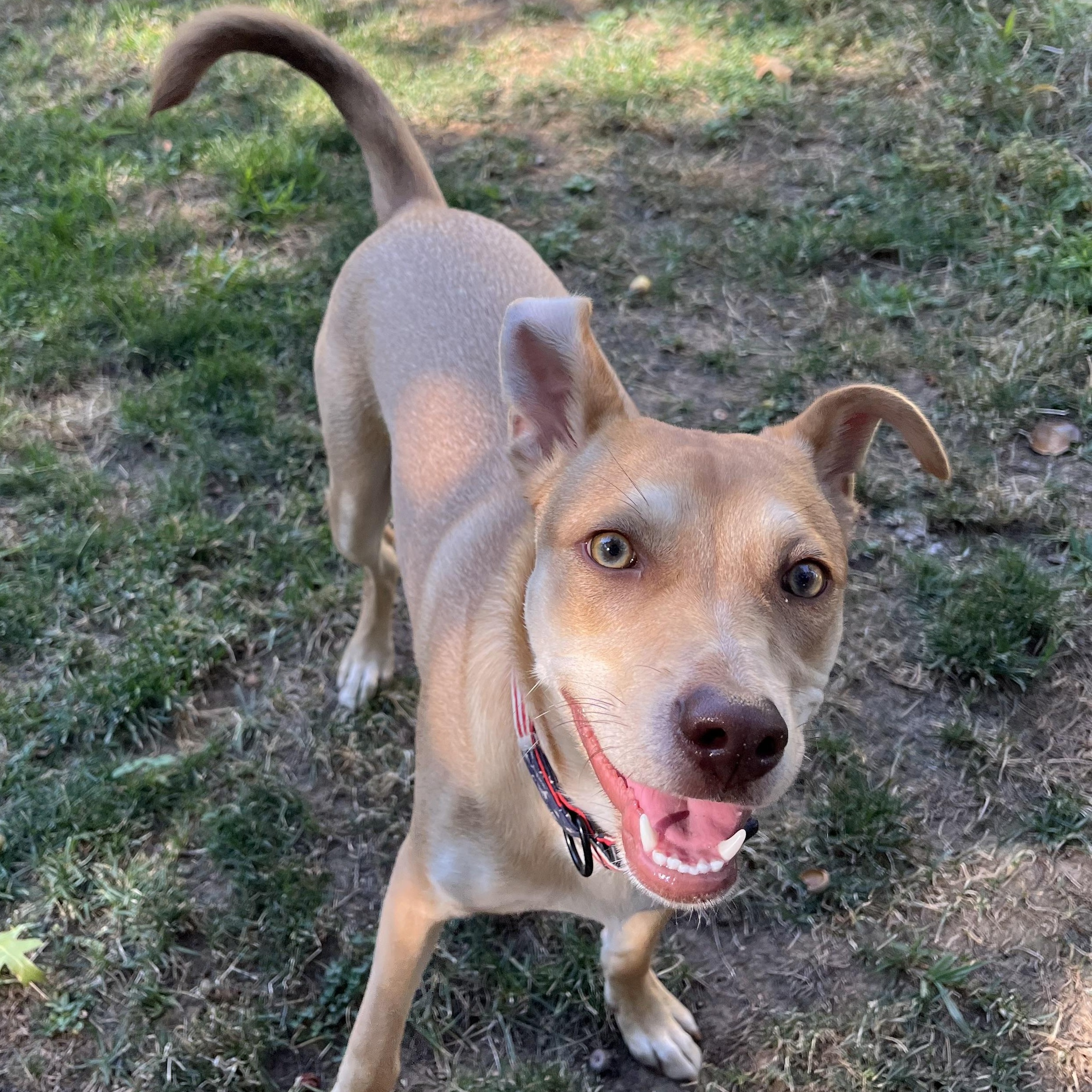 Enlarge Sunny, a Adoptable mixed breed in Sacramento, CA image 4/6