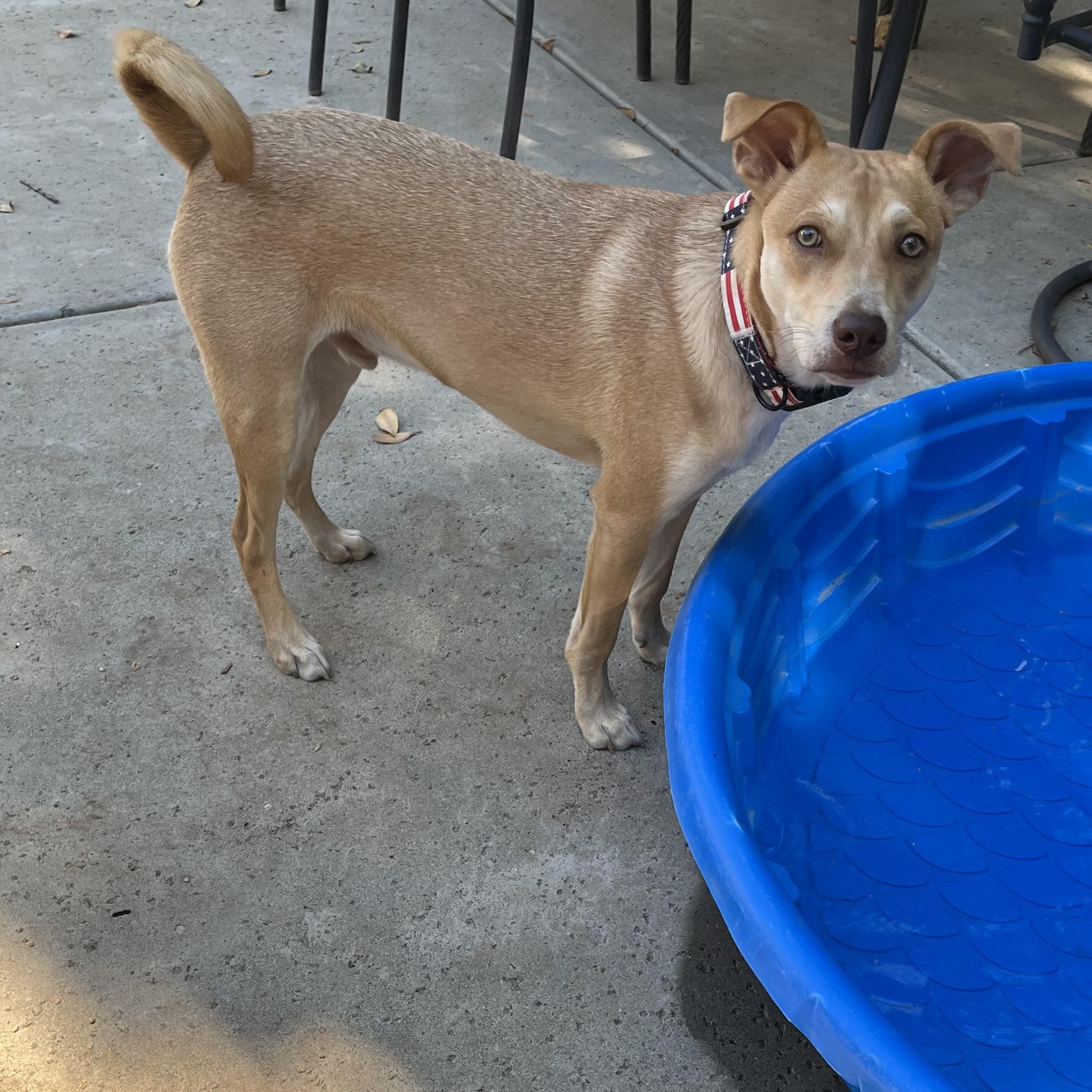 Enlarge Sunny, a Adoptable mixed breed in Sacramento, CA image 2/6