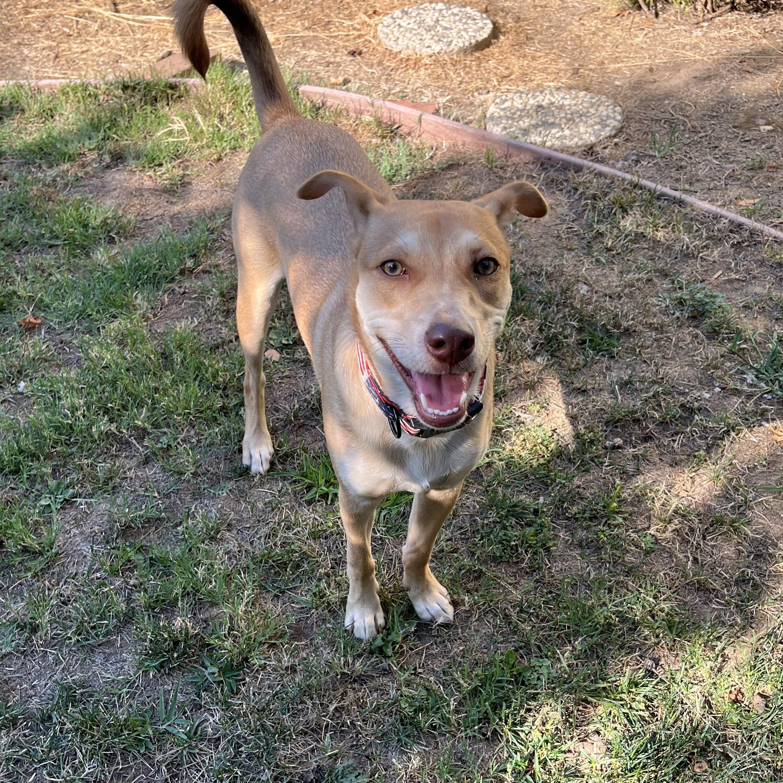 Enlarge Sunny, a Adoptable mixed breed in Sacramento, CA image 1/6