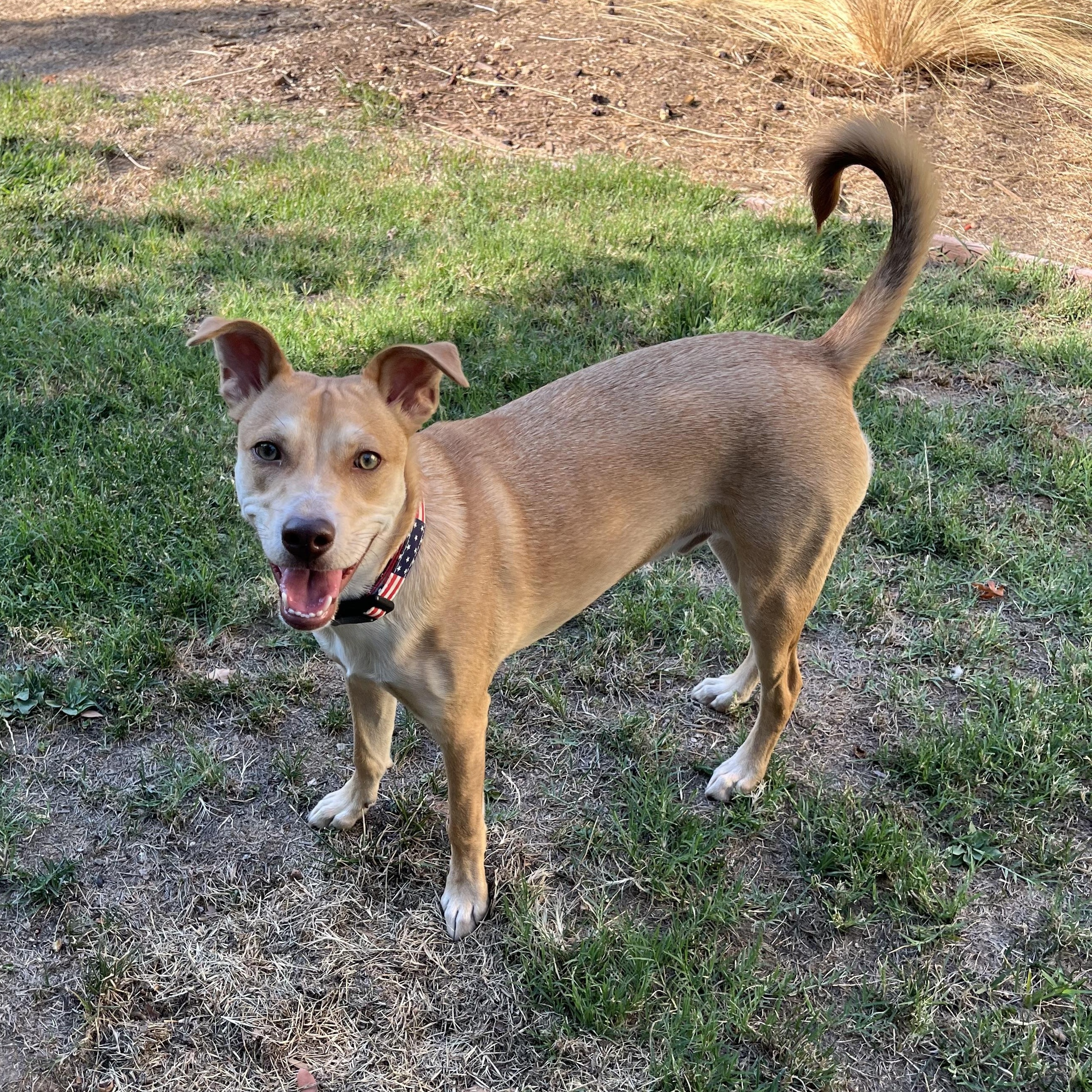 Enlarge Sunny, a Adoptable mixed breed in Sacramento, CA image 3/6