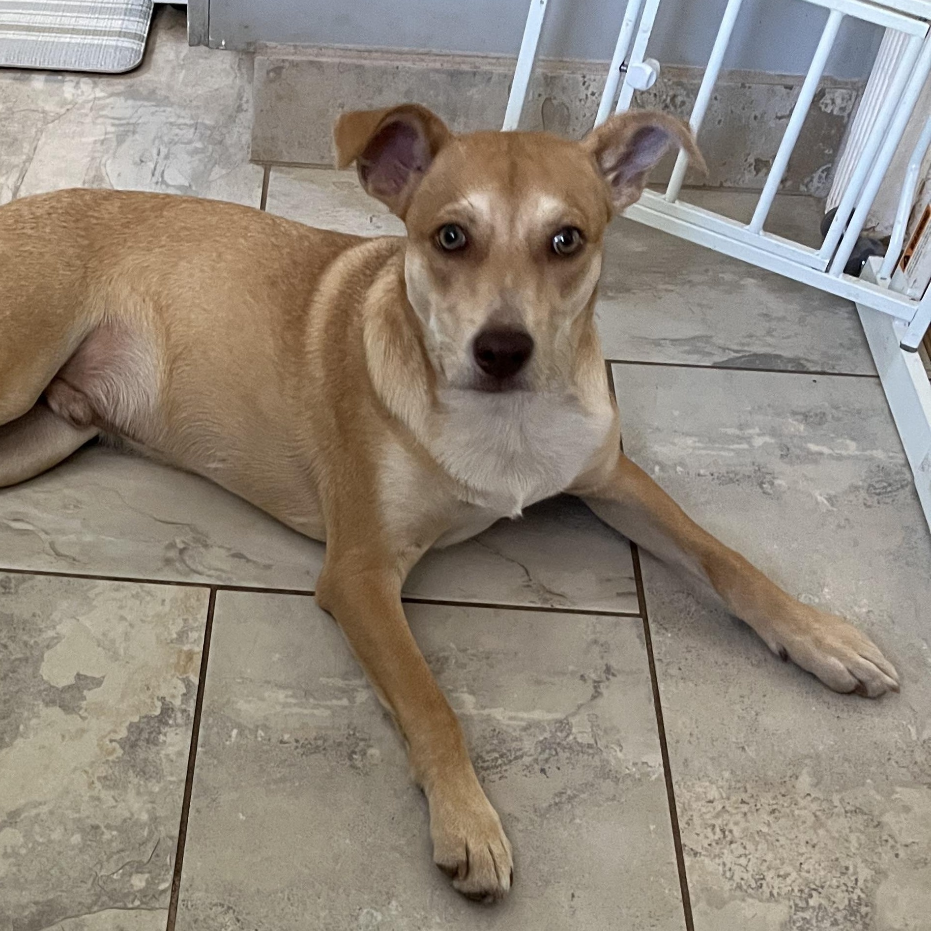 Enlarge Sunny, a Adoptable mixed breed in Sacramento, CA image 6/6