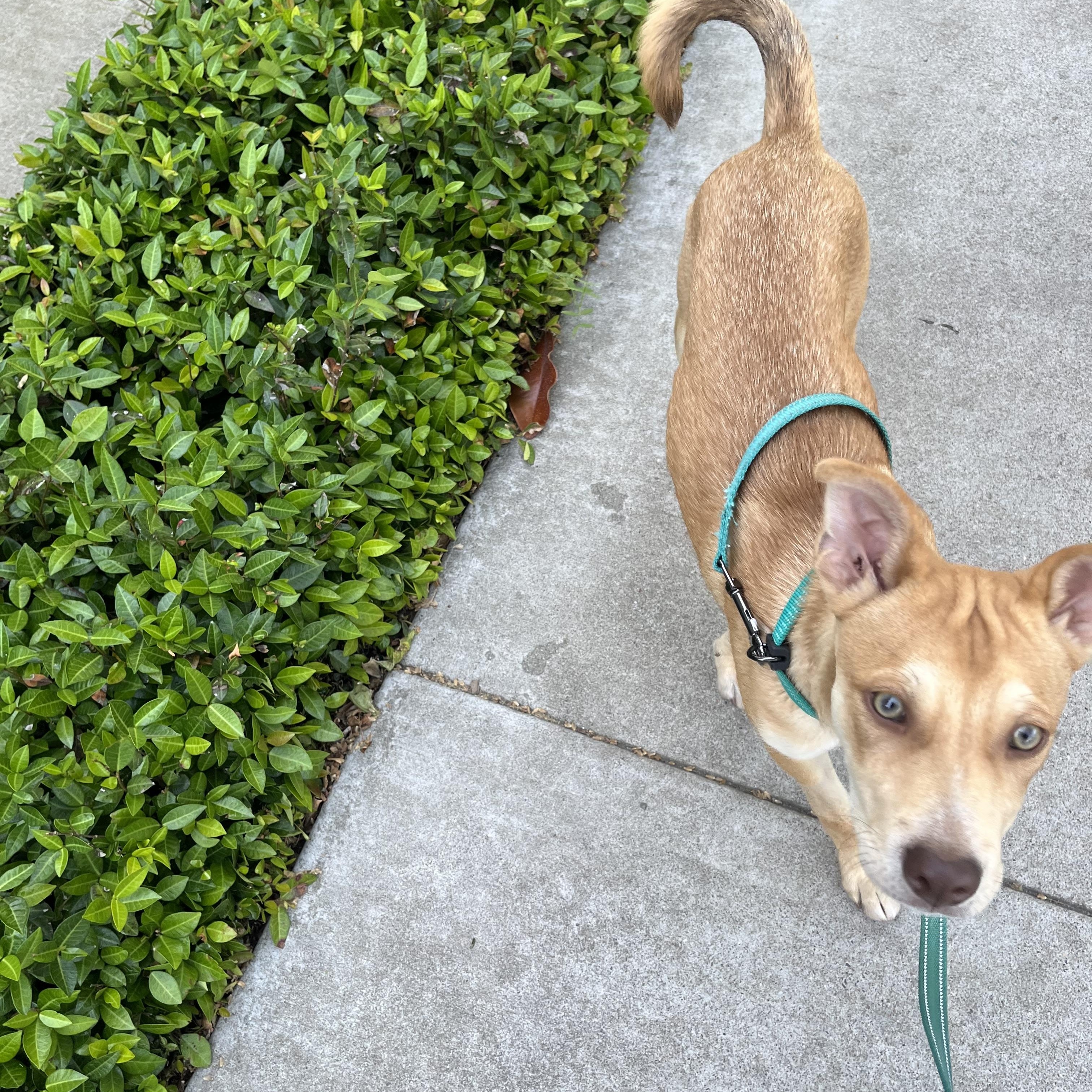 Enlarge Sunny, a Adoptable mixed breed in Sacramento, CA image 5/6