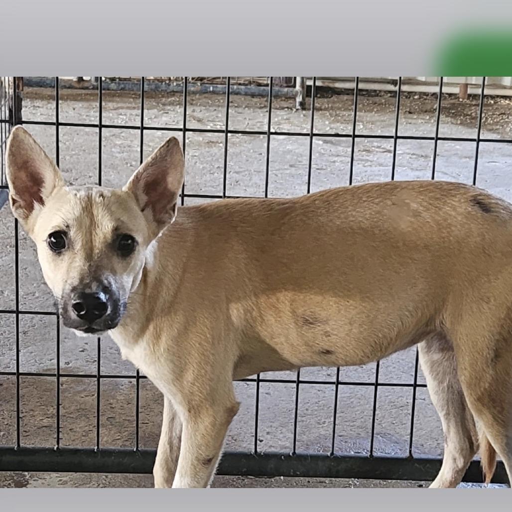 Bubble Yum thumbnail 3