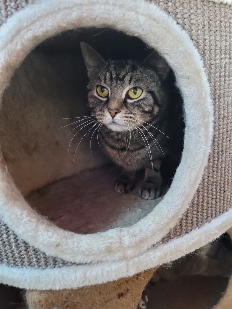 Lilly, a Adoptable Domestic Short Hair in Greensburg, PA image 1/6