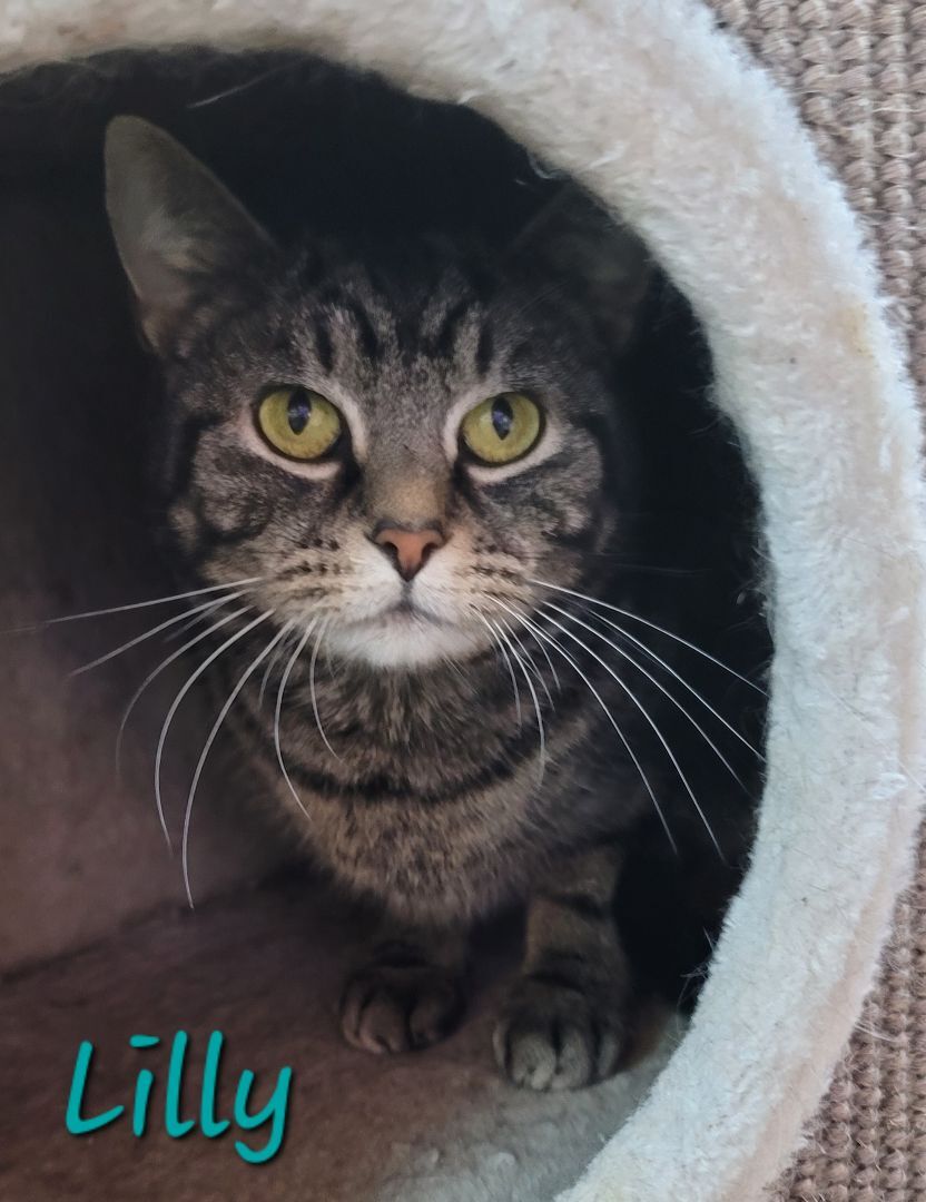 Lilly, a Adoptable Domestic Short Hair in Greensburg, PA image 2/6