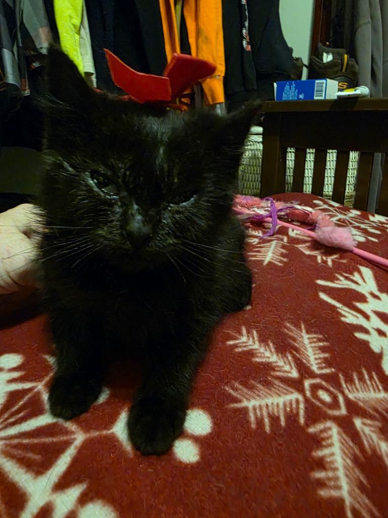 Enlarge The Frozen Seven-Angel, an adopted Domestic Medium Hair in Charles City, IA image 3/6