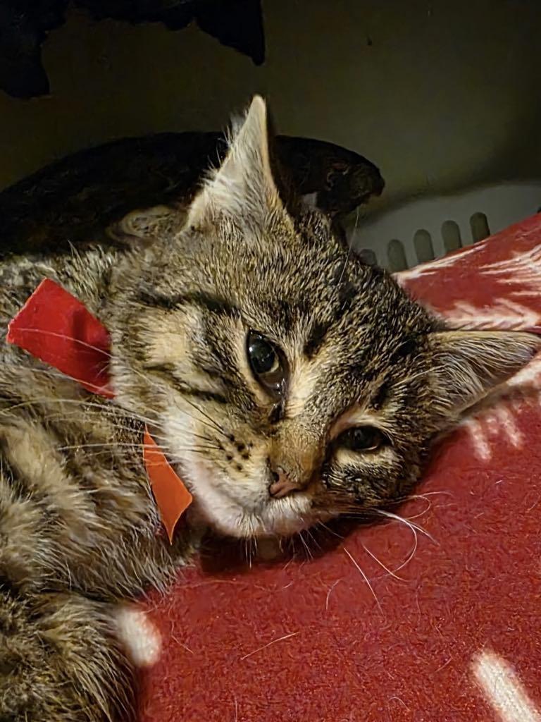 Enlarge The Frozen Seven-Angel, an adopted Domestic Medium Hair in Charles City, IA image 2/6