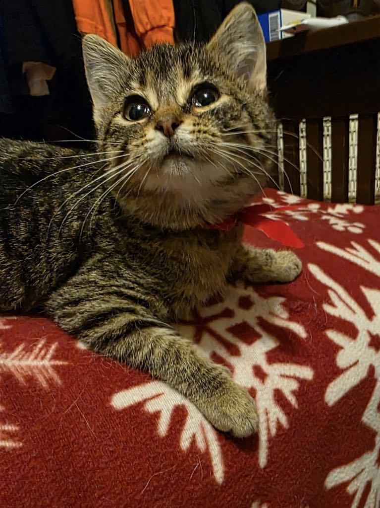 The Frozen Seven-Angel, adopted, Kitten Female Domestic Medium Hair.