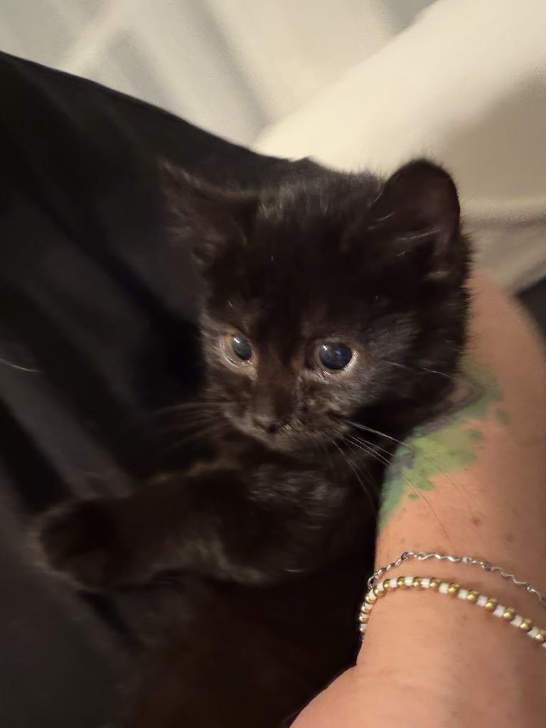 Enlarge The Frozen Seven-Angel, an adopted Domestic Medium Hair in Charles City, IA image 6/6