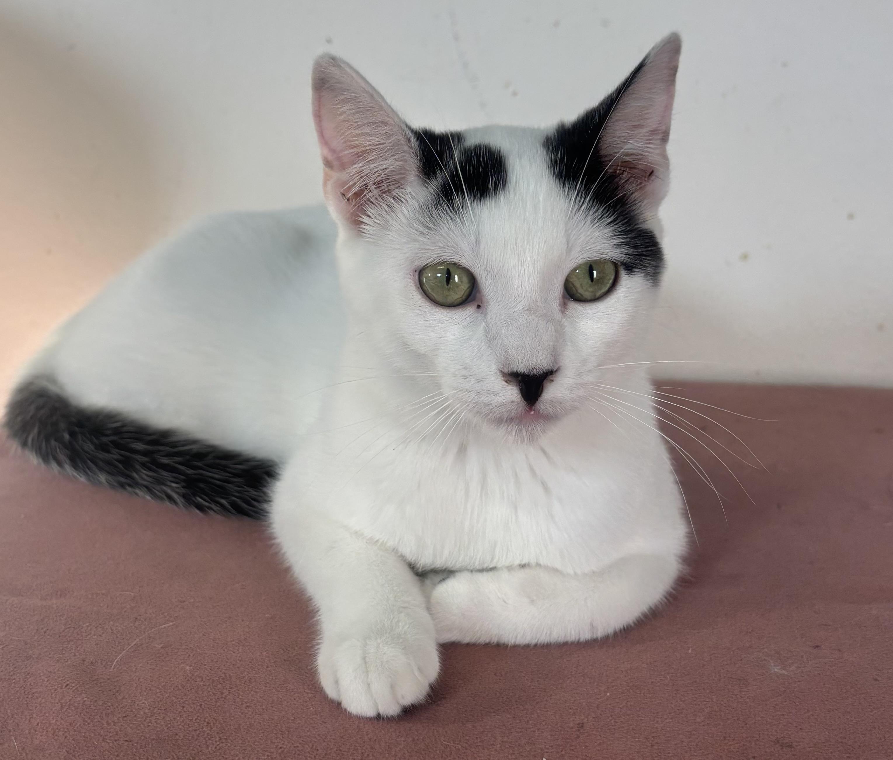 Little Blanco was the runt of the litter but hes alive and thriving Hes pet