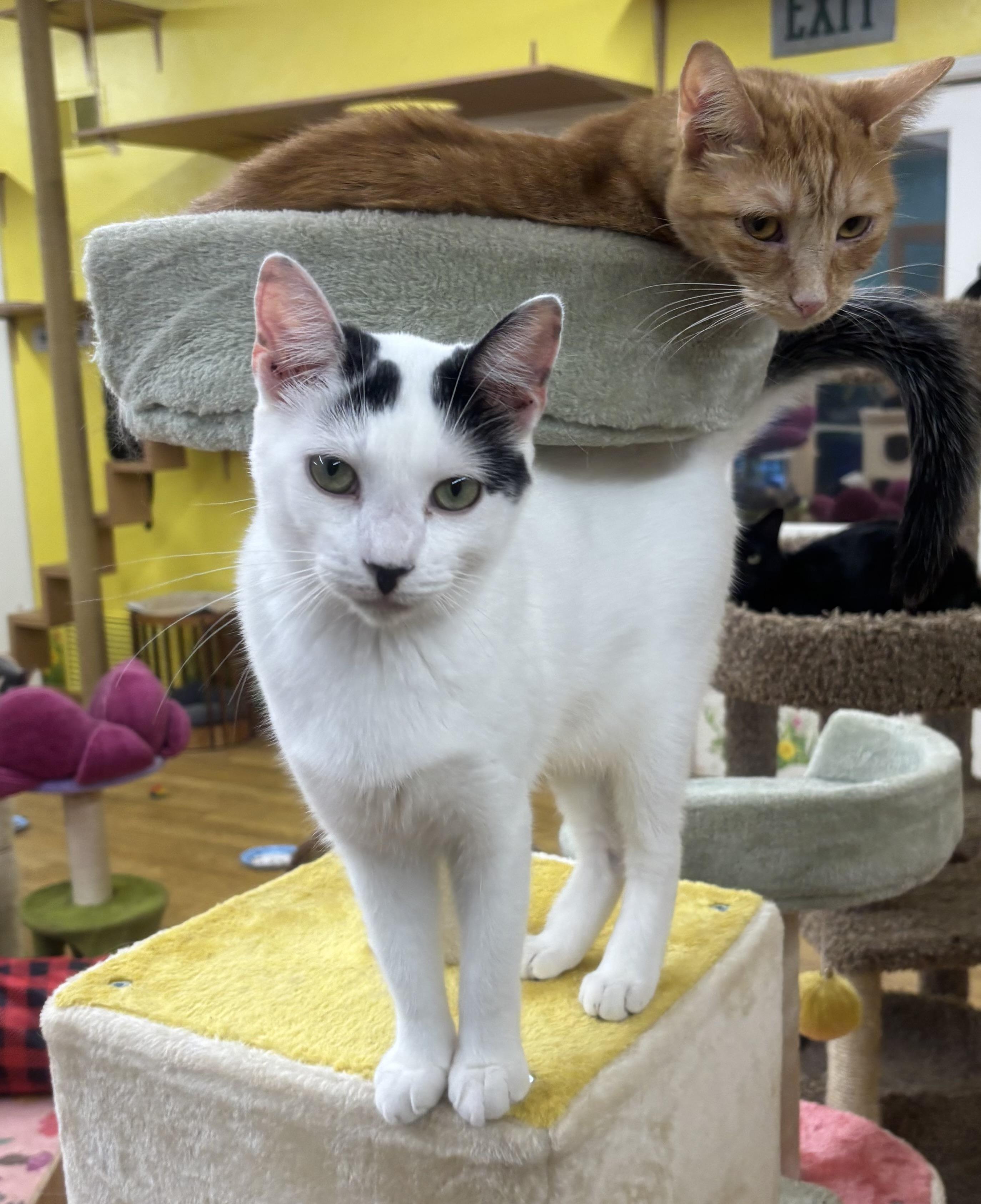 Enlarge Blanco, a Adoptable Domestic Short Hair in Whittier, CA image 6/6