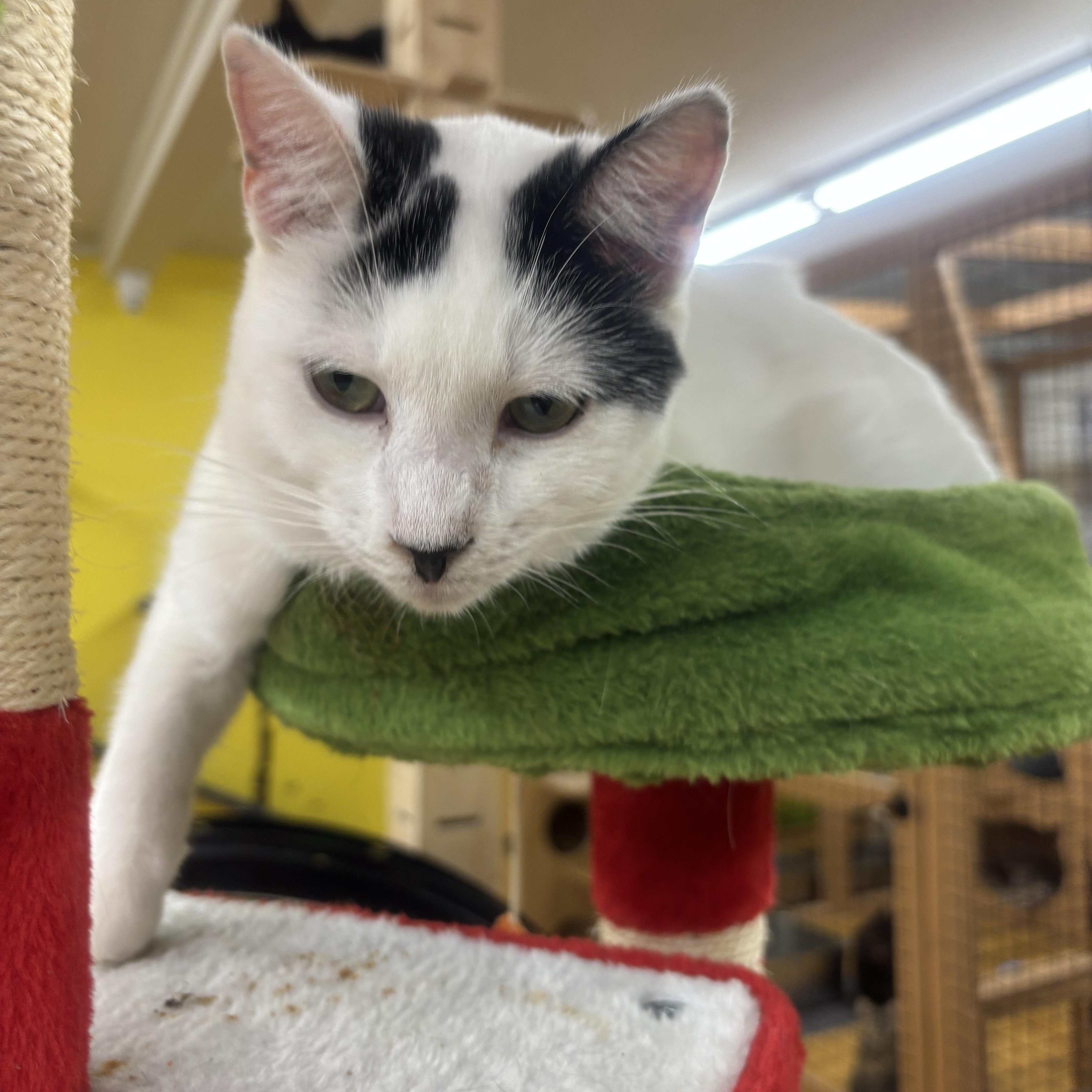 Enlarge Blanco, a Adoptable Domestic Short Hair in Whittier, CA image 1/6