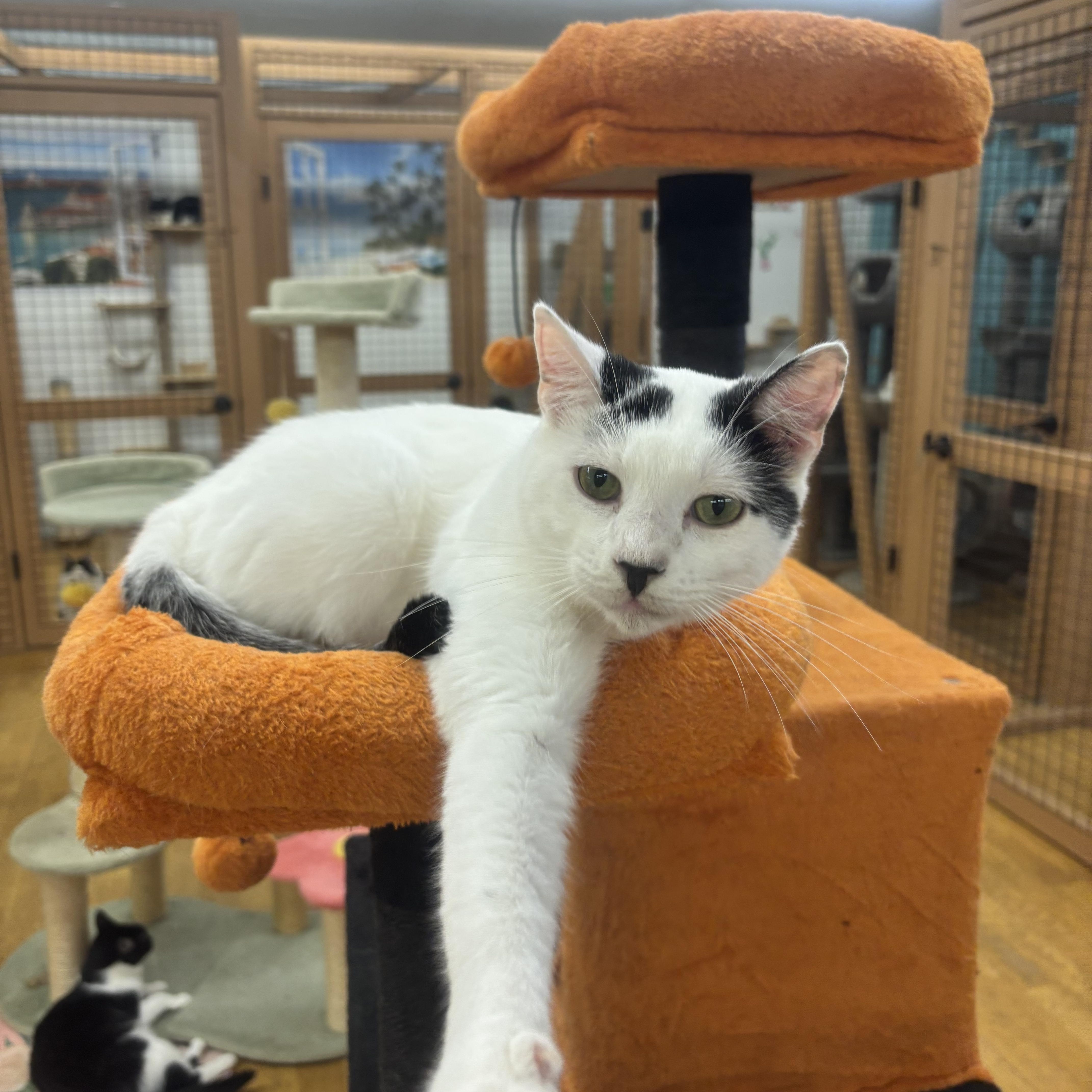 Enlarge Blanco, a Adoptable Domestic Short Hair in Whittier, CA image 3/6