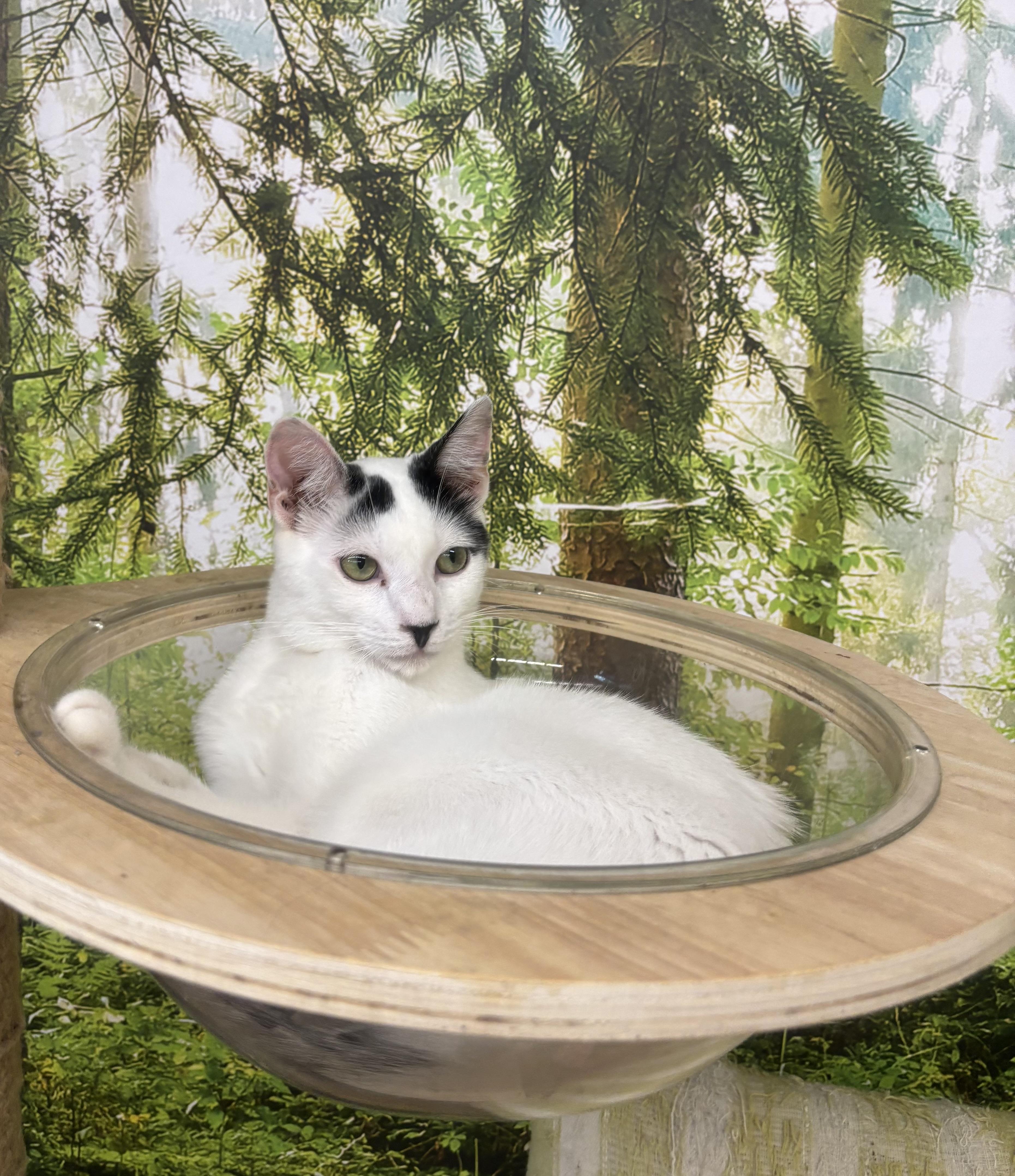 Enlarge Blanco, a Adoptable Domestic Short Hair in Whittier, CA image 5/6