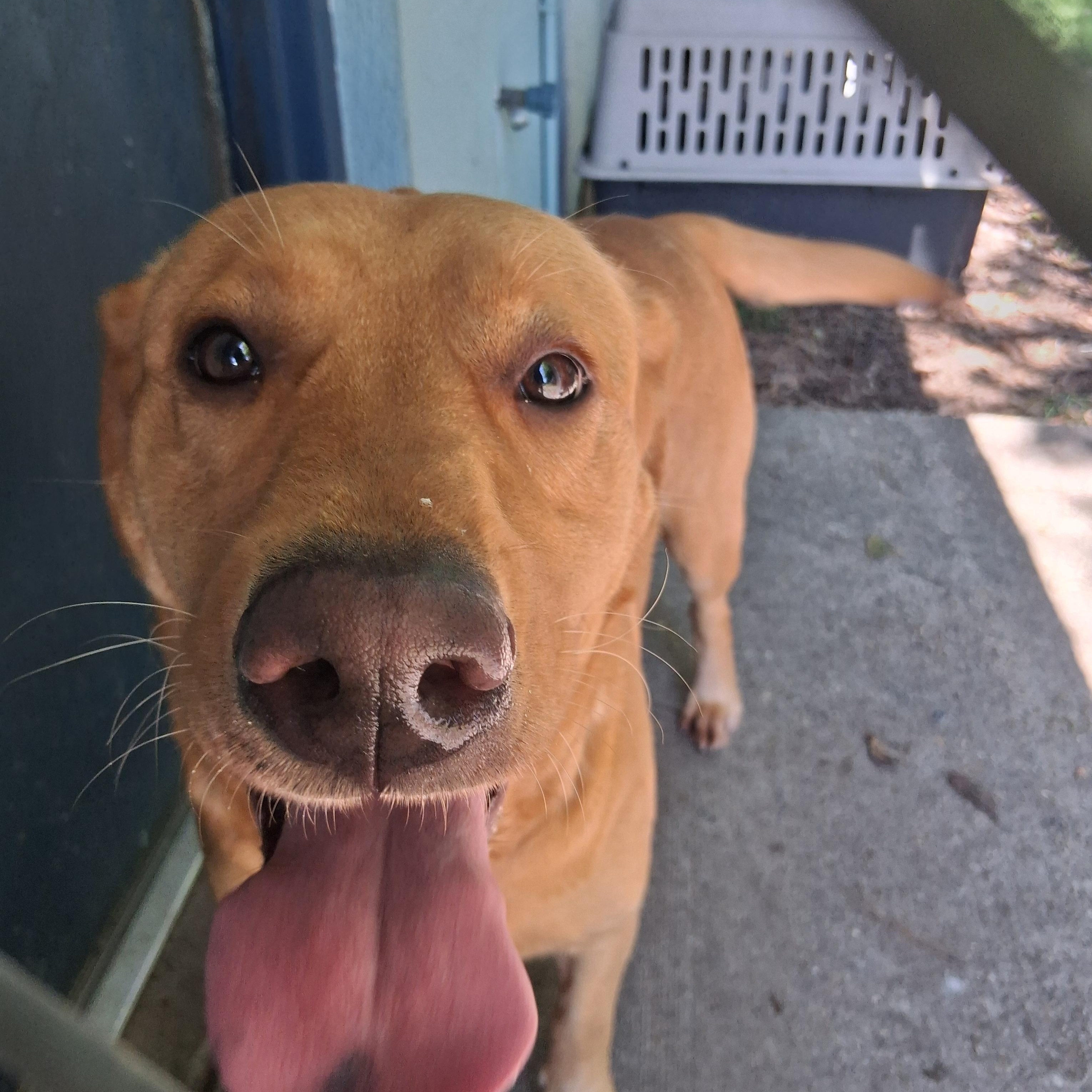 Summer, a Adoptable Labrador Retriever in Onley, VA image 3/5