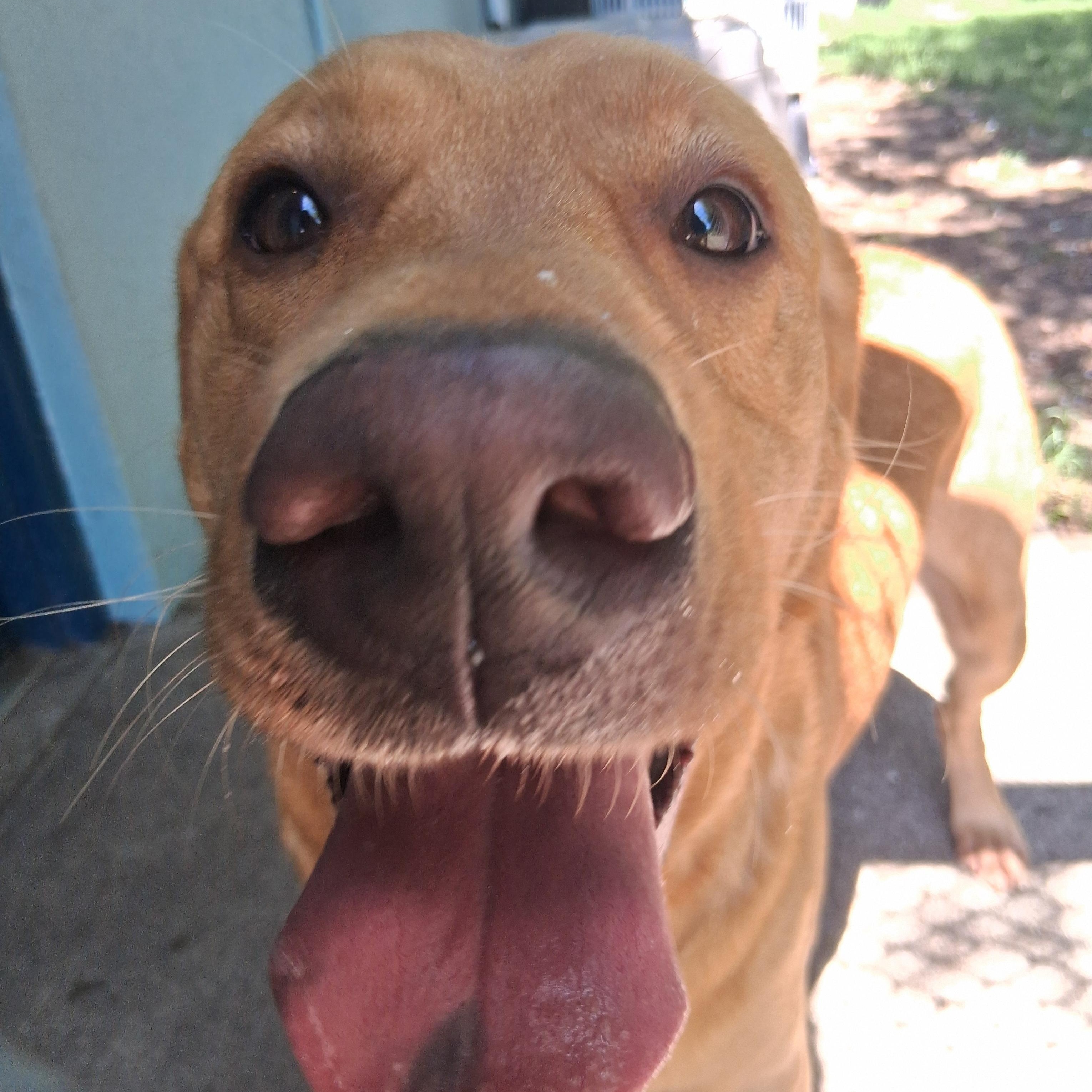 Summer, a Adoptable Labrador Retriever in Onley, VA image 5/5