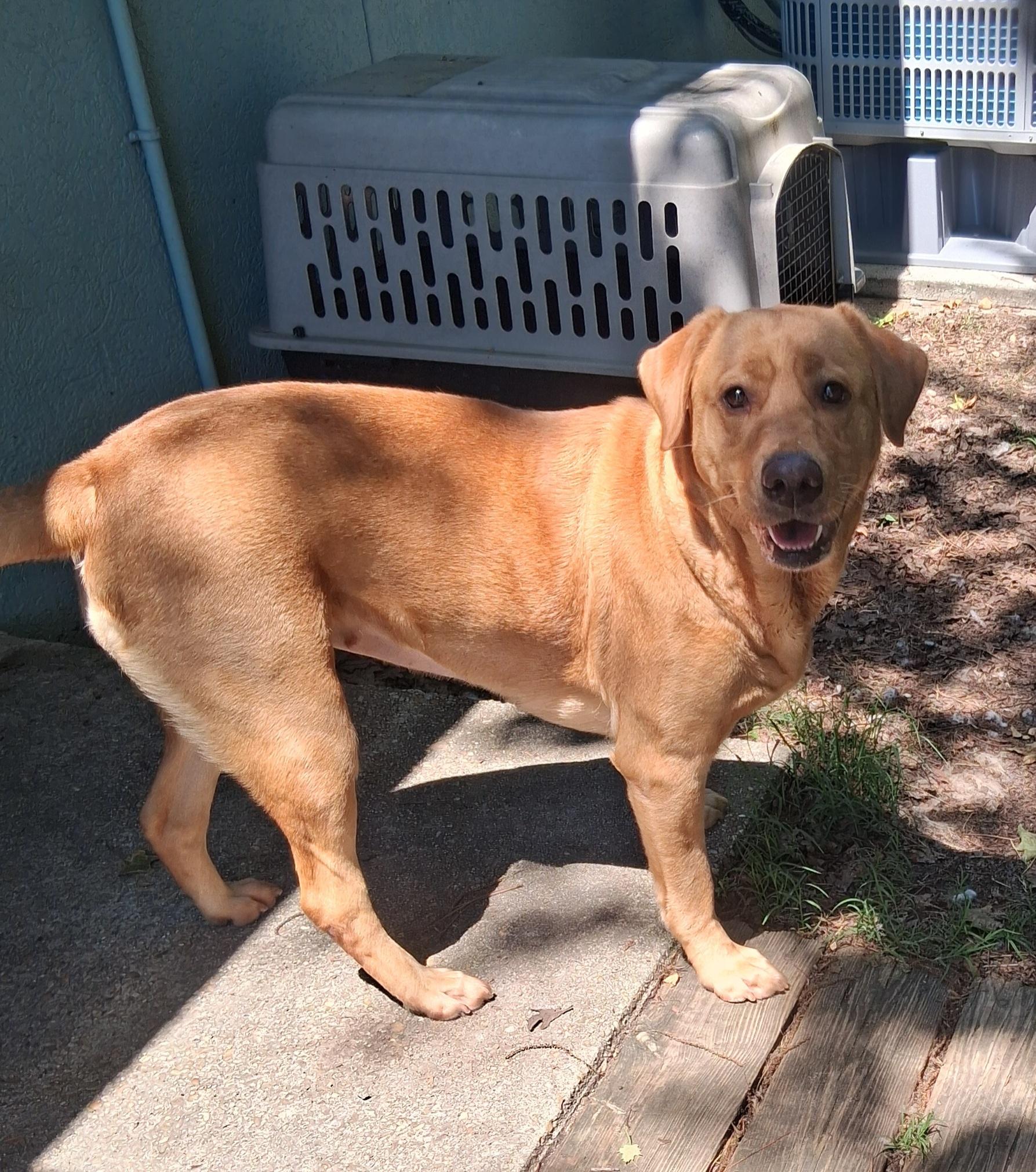 Summer, a Adoptable Labrador Retriever in Onley, VA image 1/5