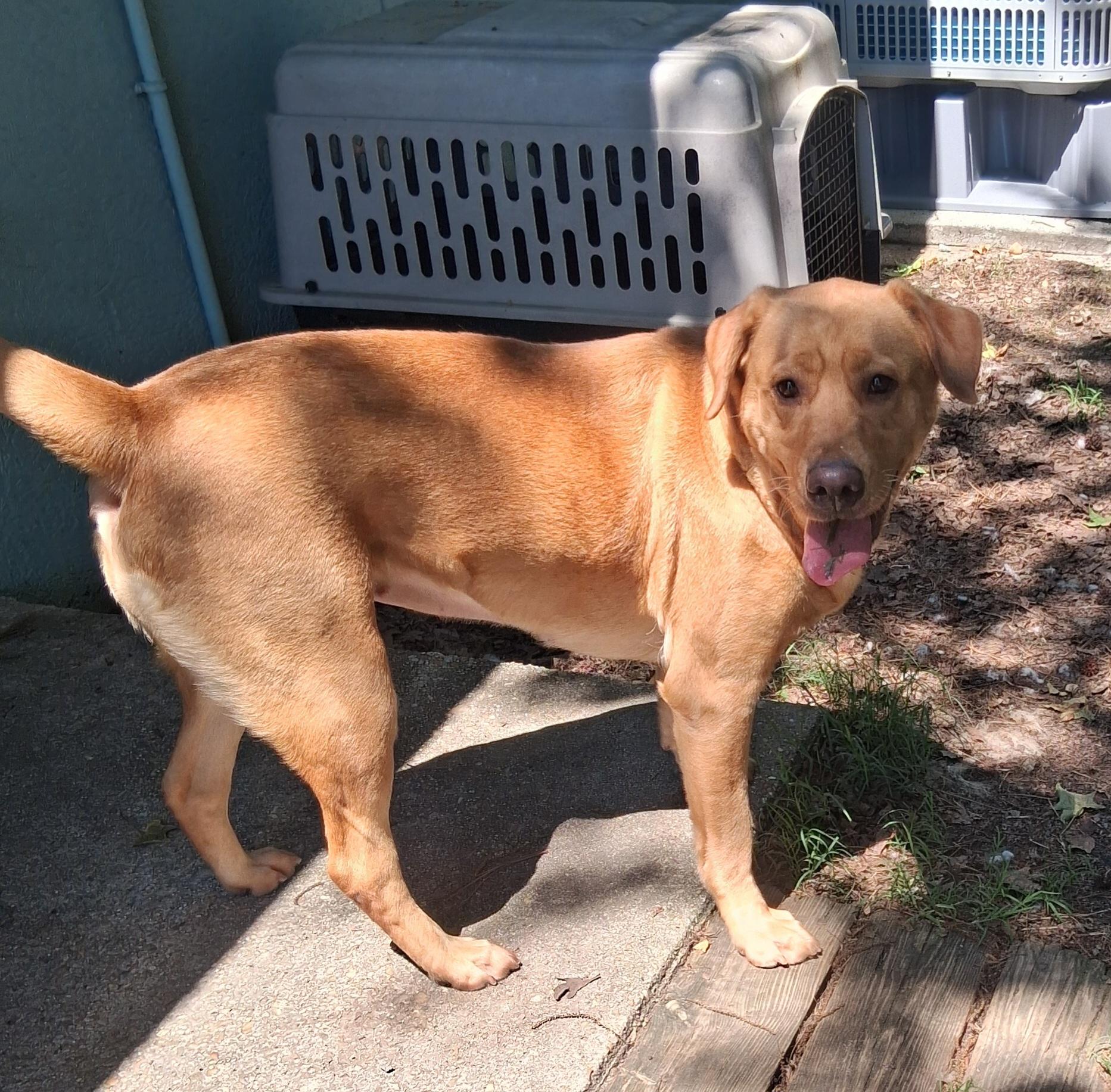 Summer, a Adoptable Labrador Retriever in Onley, VA image 2/5