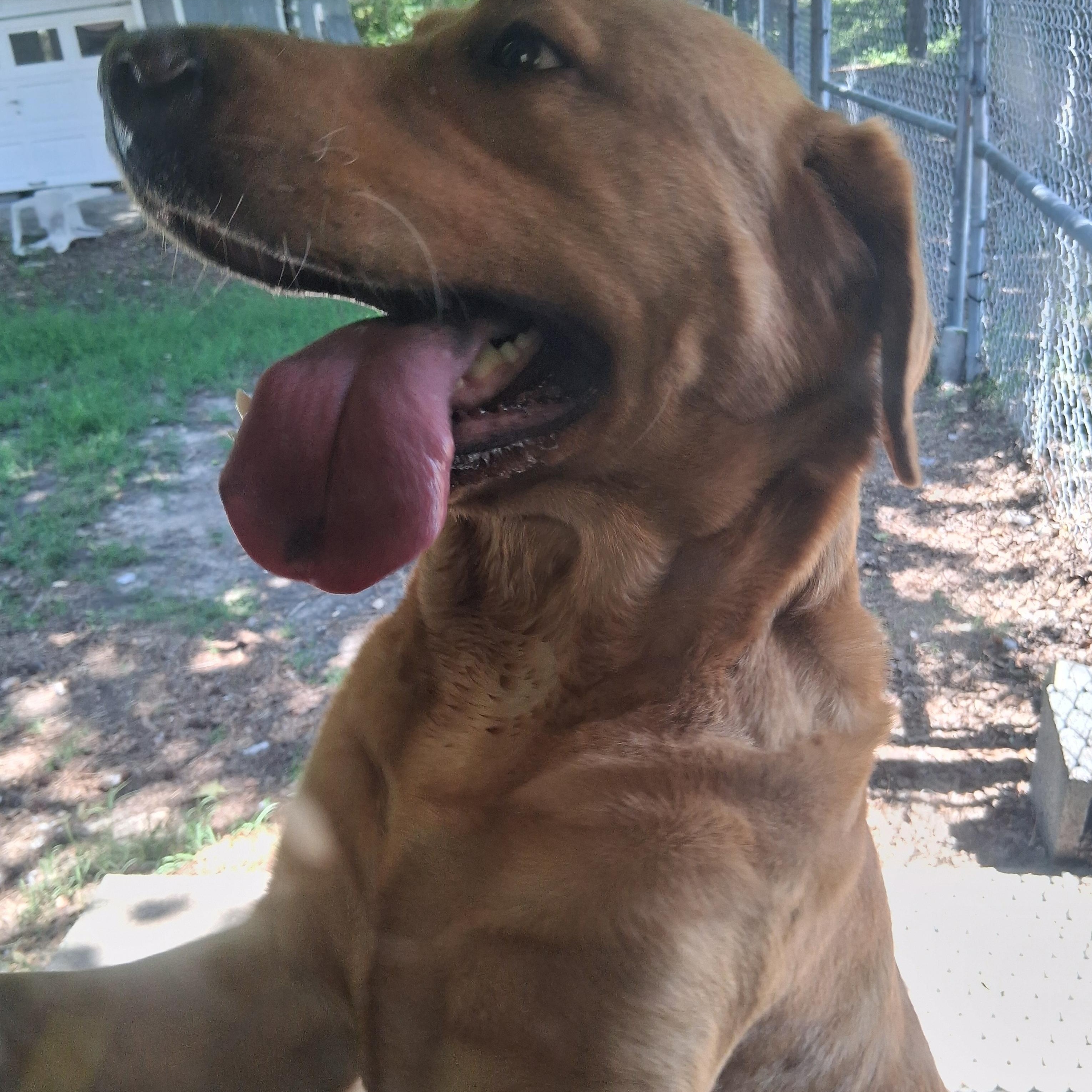 Summer, a Adoptable Labrador Retriever in Onley, VA image 4/5