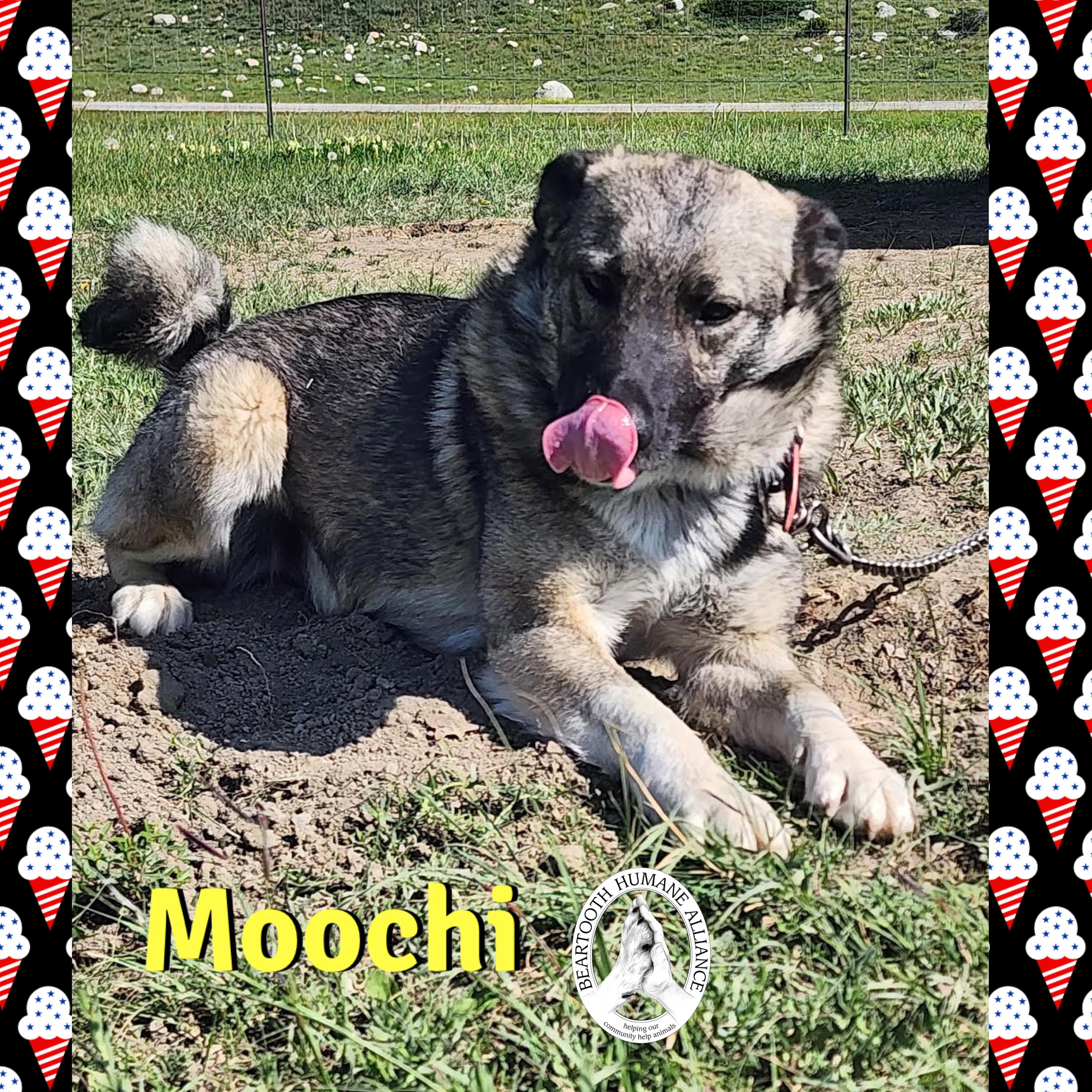 Moochi, an adoptable Norwegian Elkhound, Australian Cattle Dog / Blue Heeler in Red Lodge, MT, 59068 | Photo Image 1