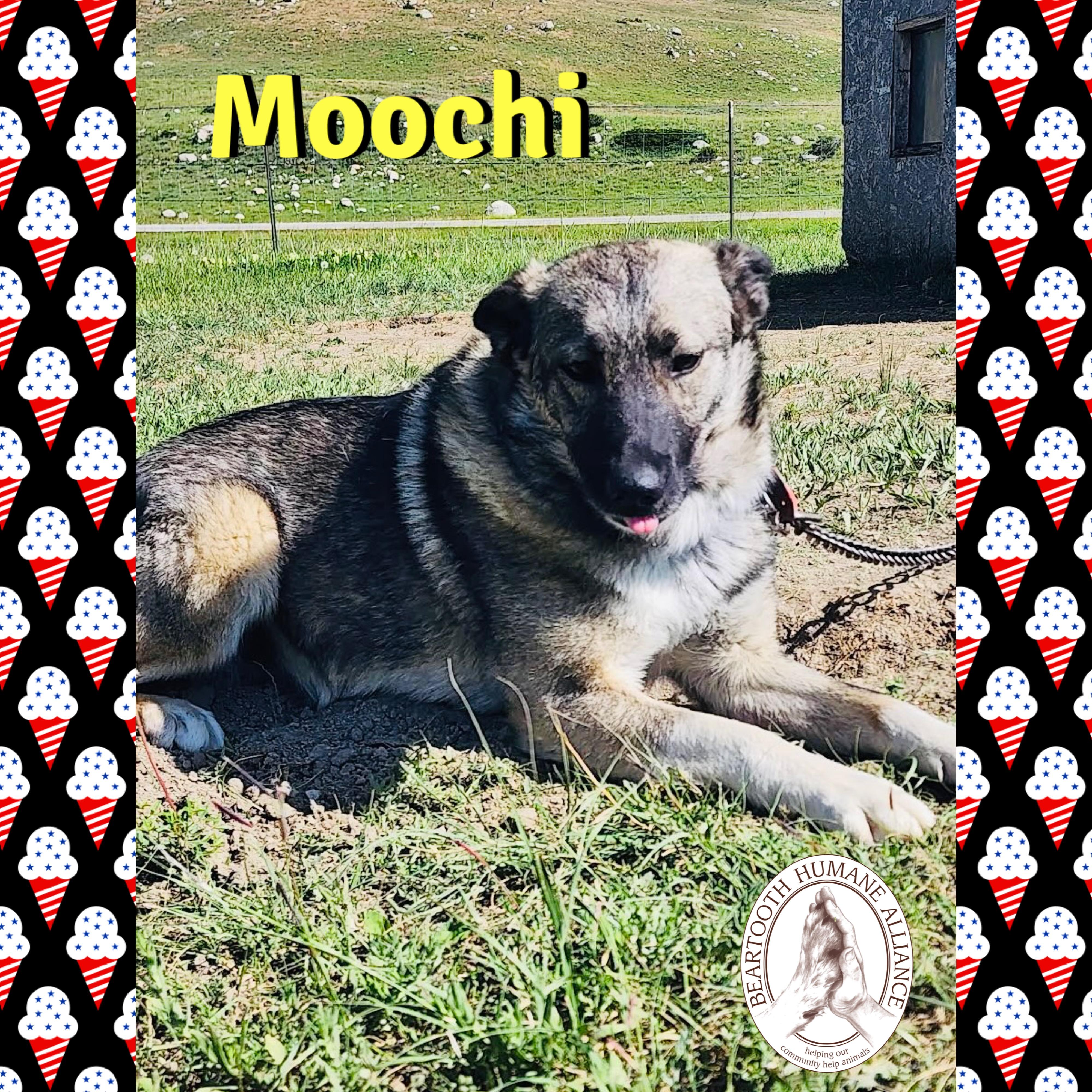 Moochi, an adoptable Norwegian Elkhound, Australian Cattle Dog / Blue Heeler in Red Lodge, MT, 59068 | Photo Image 2