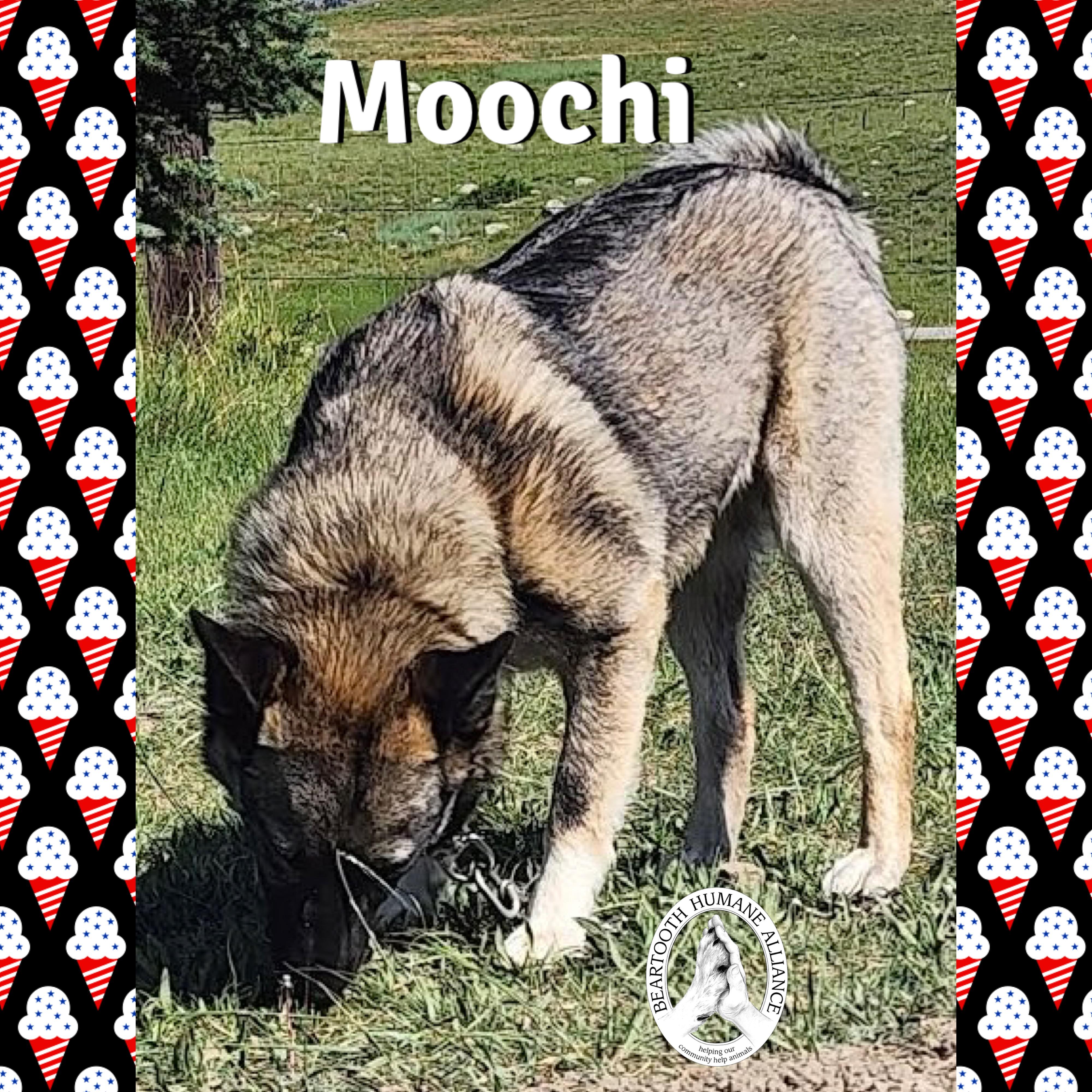 Moochi, an adoptable Norwegian Elkhound, Australian Cattle Dog / Blue Heeler in Red Lodge, MT, 59068 | Photo Image 3