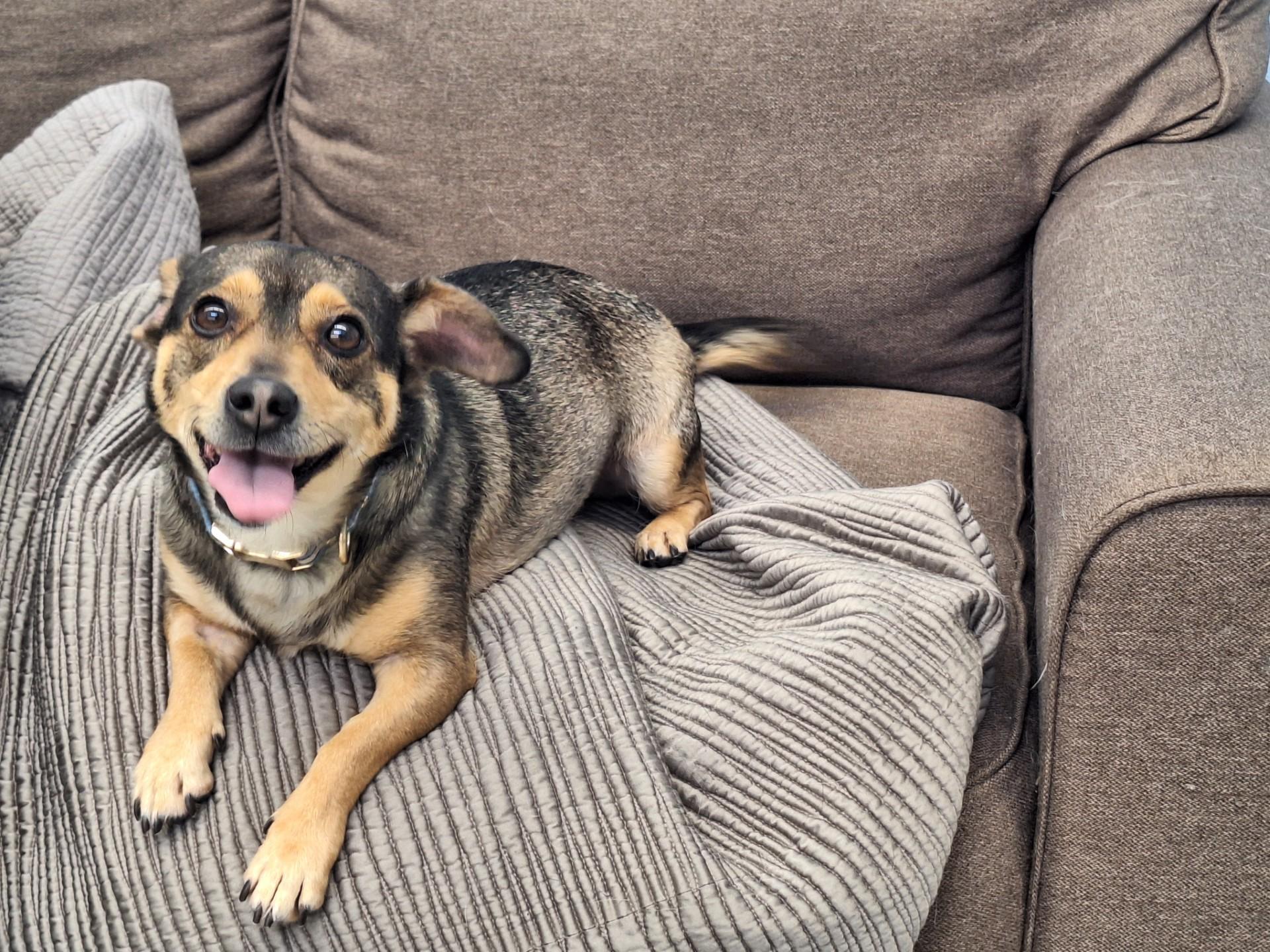 Enlarge Minnie, an adopted mixed breed in East Providence, RI image 1/3