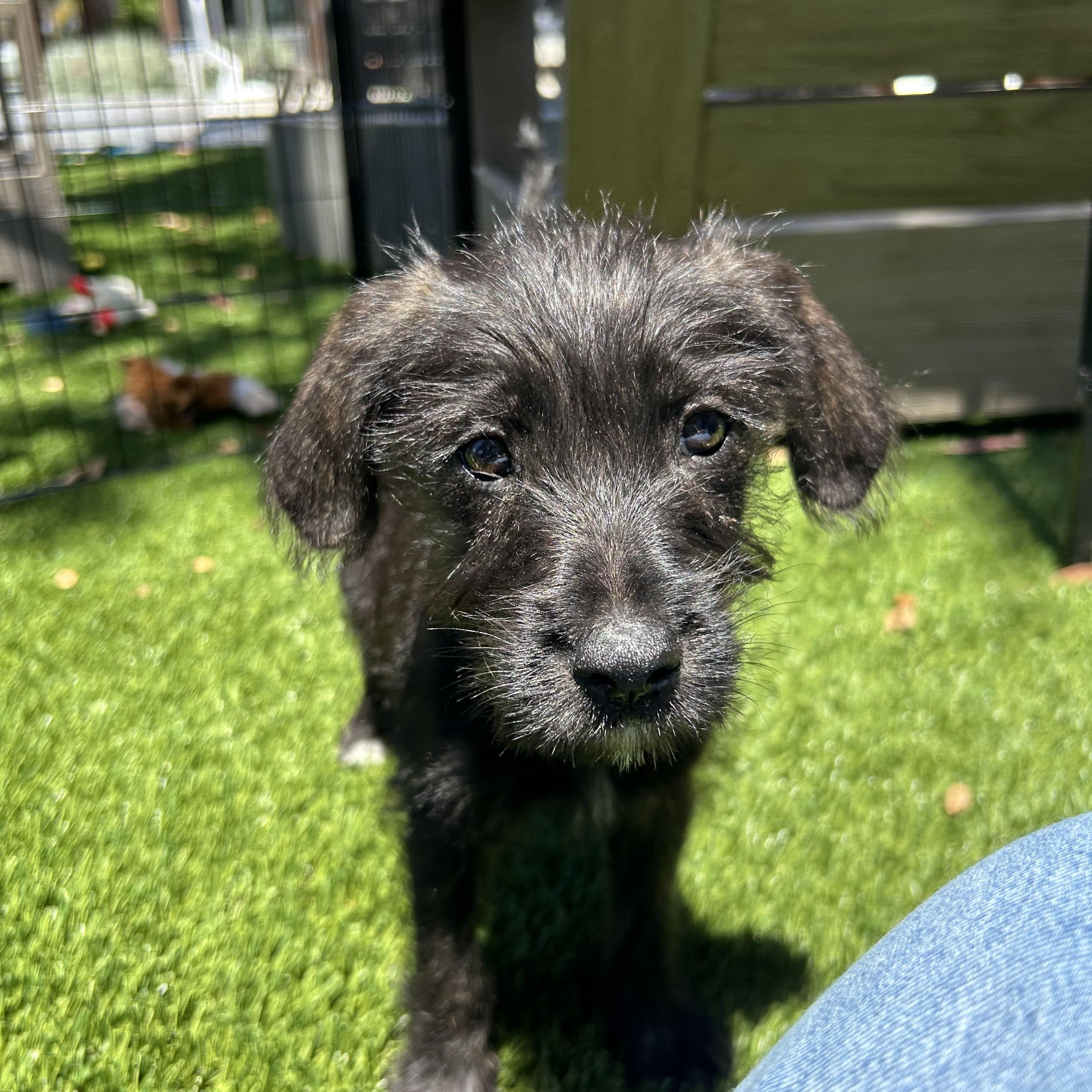 Sunny, Adoptable, Puppy Female Schnoodle.