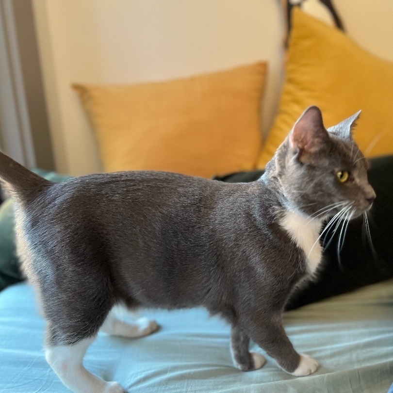 Korpiklaani - Athens, GA, a Adoptable Domestic Short Hair in Athens, GA image 6/8