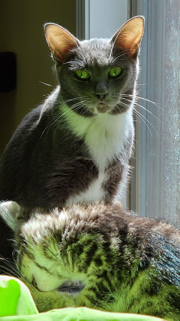 Enlarge Korpiklaani - Athens, GA, a Adoptable Domestic Short Hair in Athens, GA image 7/8