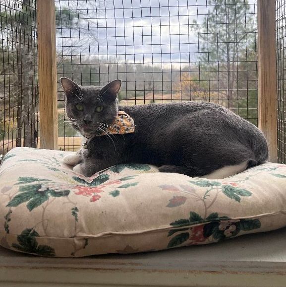 Enlarge Korpiklaani - Athens, GA, a Adoptable Domestic Short Hair in Athens, GA image 8/8