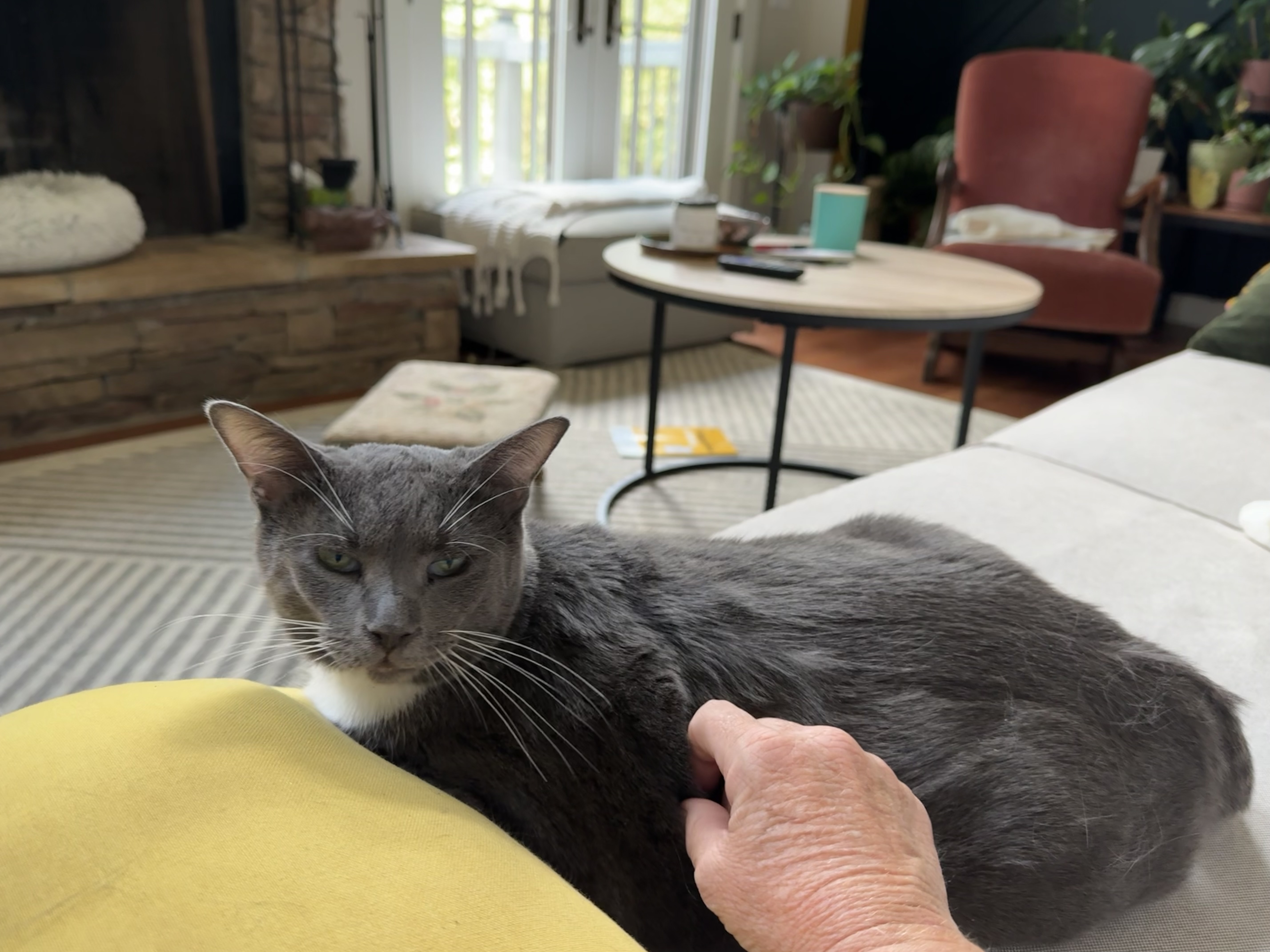 Korpiklaani - Athens, GA, Adoptable, Adult Female Domestic Short Hair.