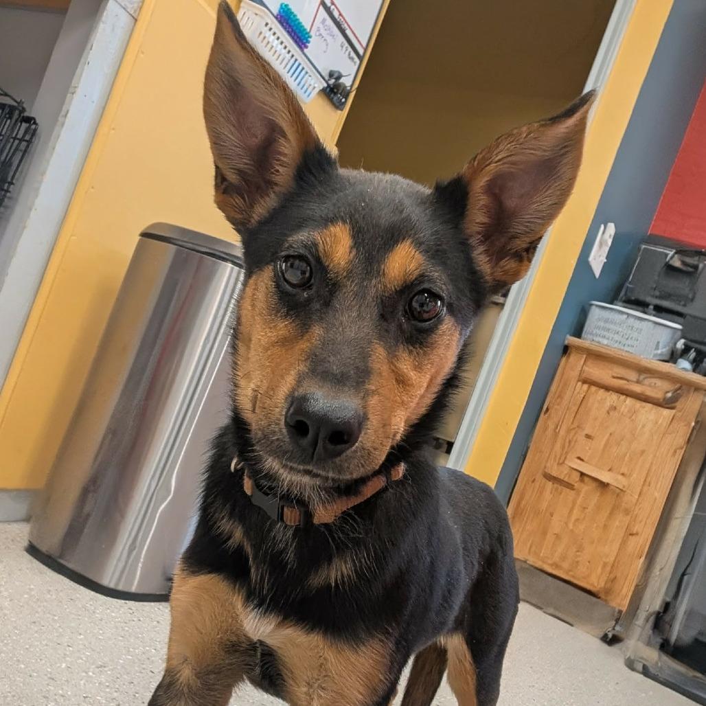 Queso — thumbnail 2