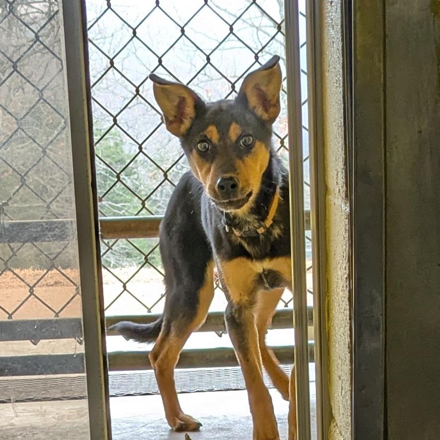 Queso — thumbnail 3