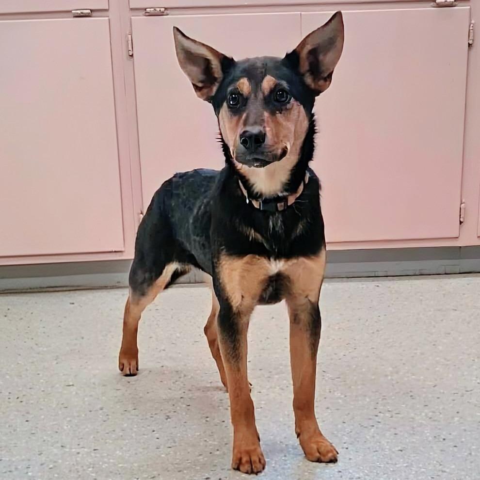 Queso — thumbnail 4