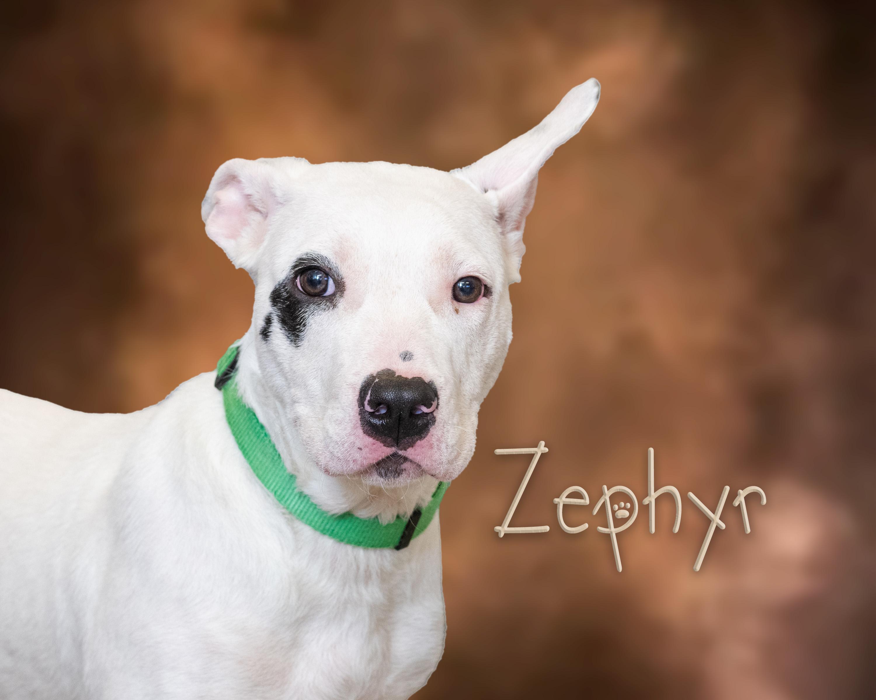 Zephyr, Adoptable, Young Male Pit Bull Terrier.