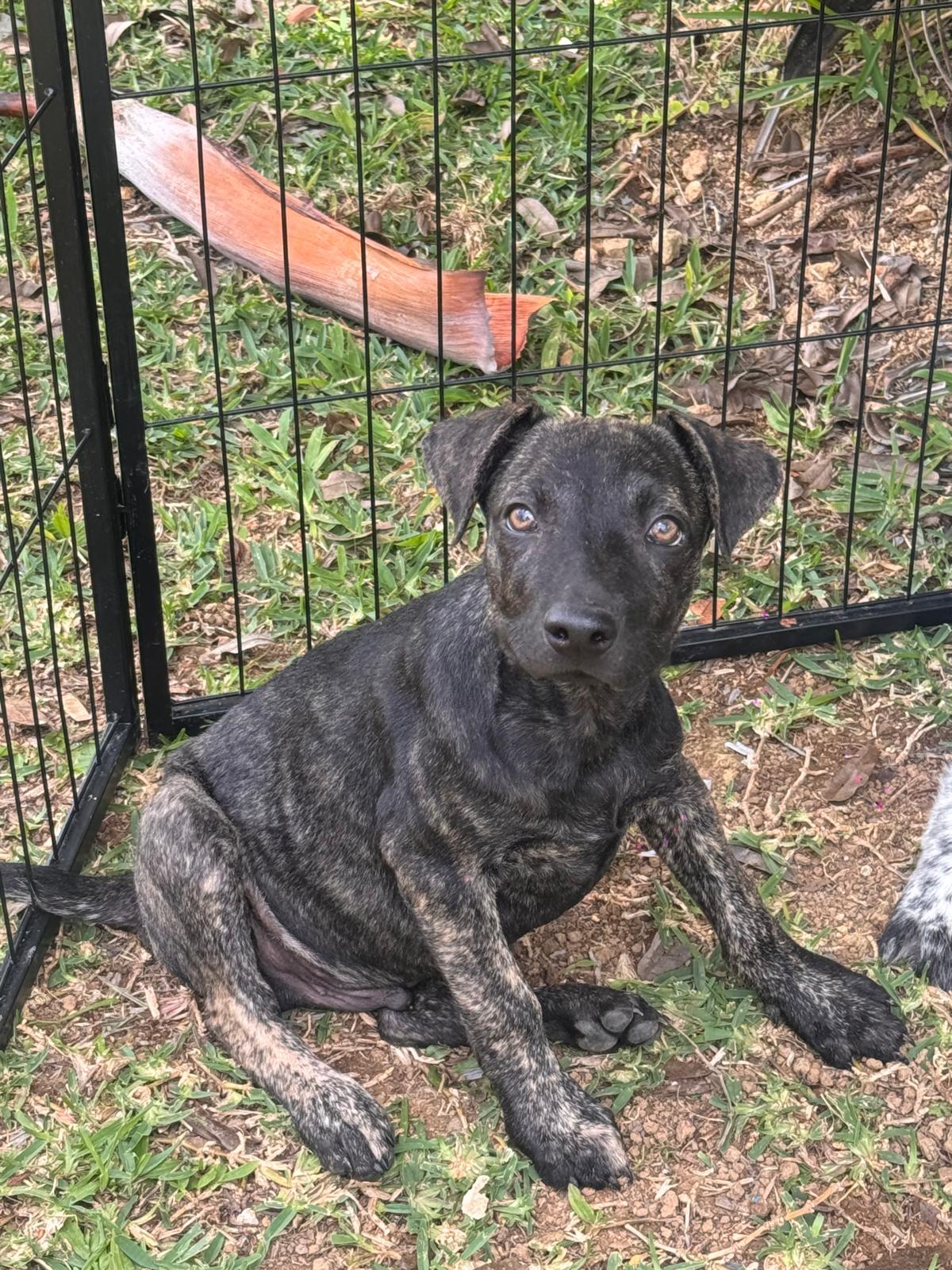 Baely, a ADOPTABLE mixed breed in Virginia Beach, VA image 2/4