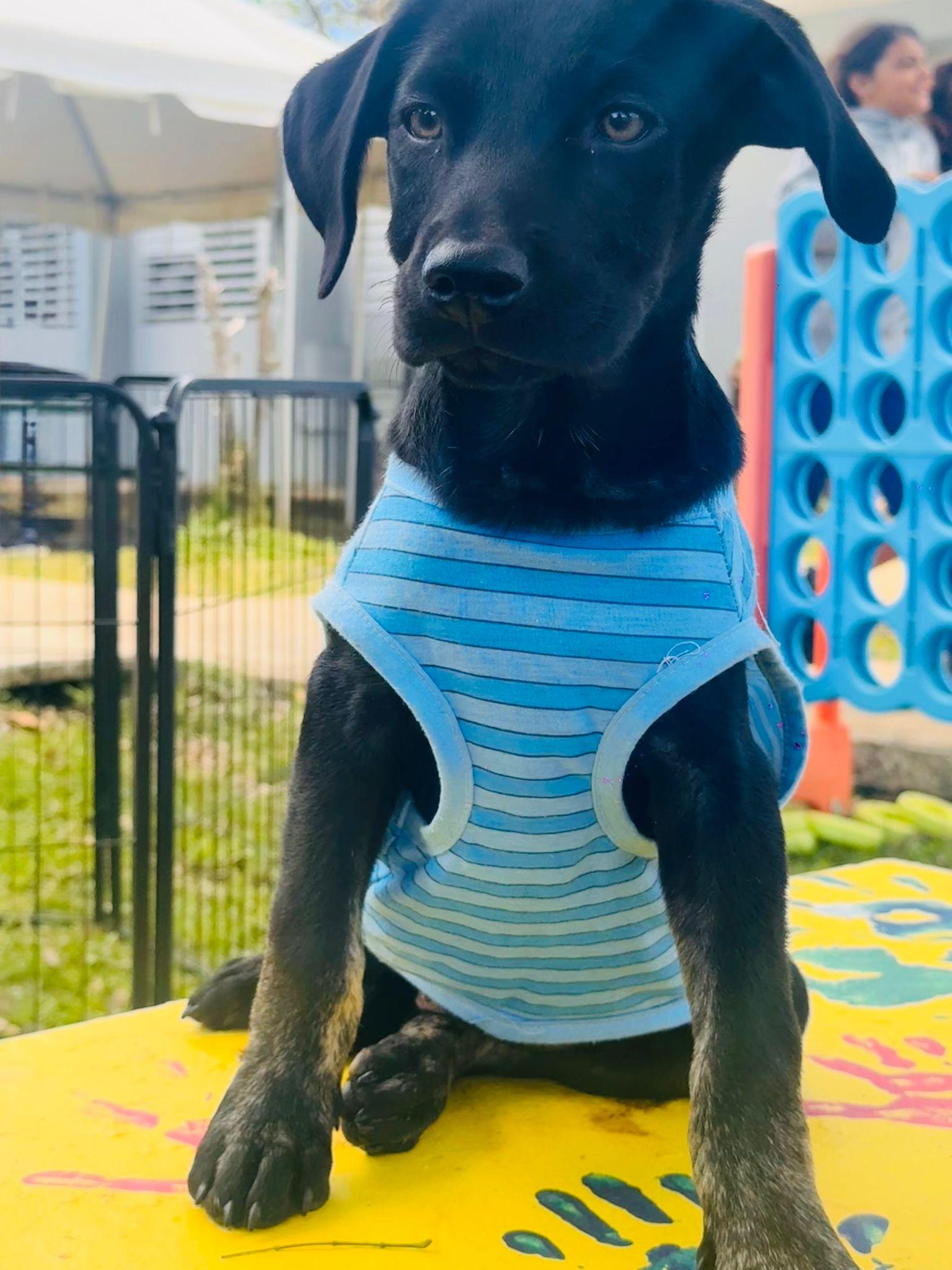 Baely, ADOPTABLE, Young Male German Shorthaired Pointer.
