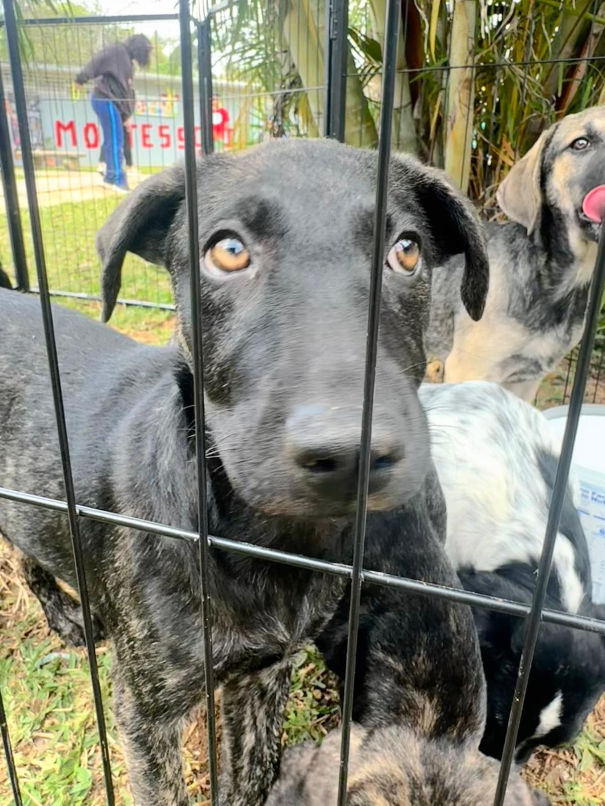 Baely, a ADOPTABLE mixed breed in Virginia Beach, VA image 3/4