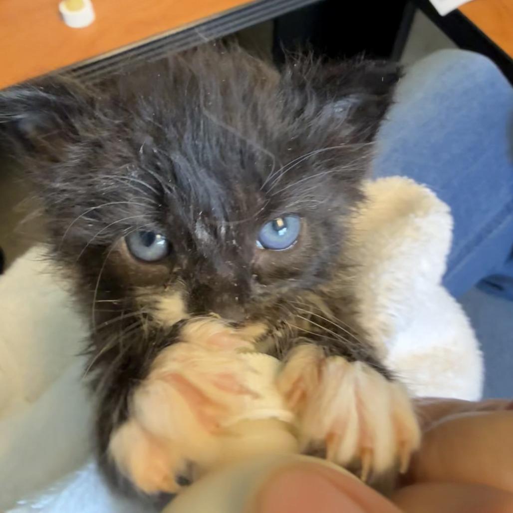 Lycan, Adoptable, Kitten Male Domestic Short Hair.