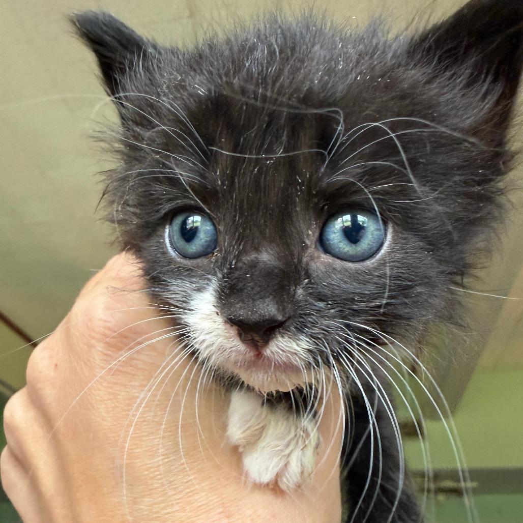 Enlarge Lycan, a Adoptable Domestic Short Hair in Morrisville, VT image 2/6