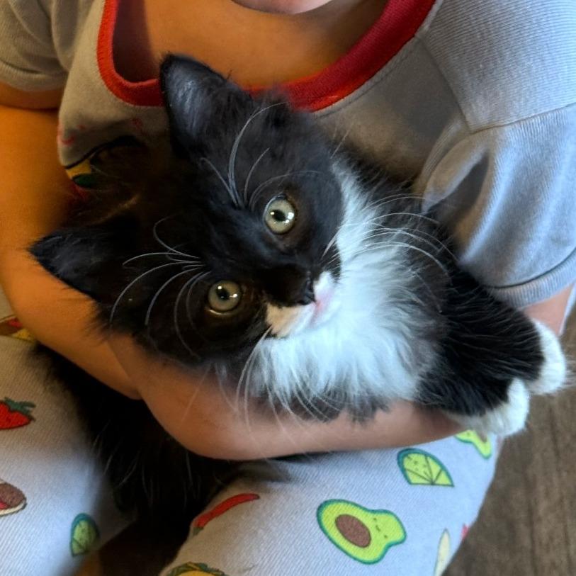 Enlarge Lycan, a Adoptable Domestic Short Hair in Morrisville, VT image 3/6