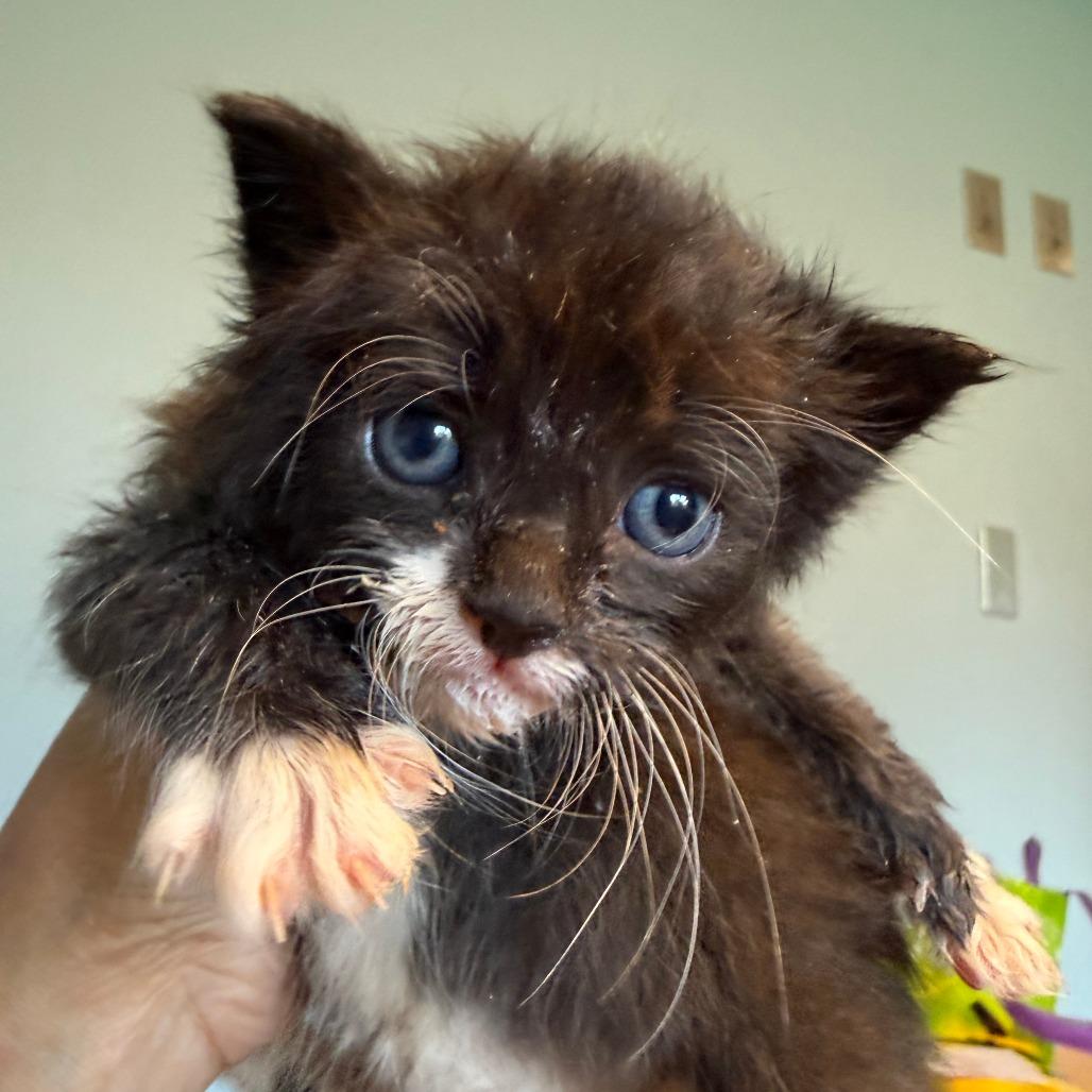 Enlarge Lycan, a Adoptable Domestic Short Hair in Morrisville, VT image 4/6