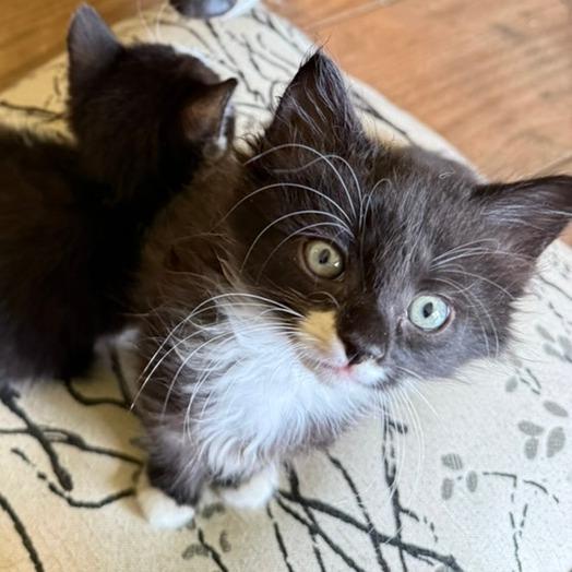 Enlarge Lycan, a Adoptable Domestic Short Hair in Morrisville, VT image 5/6