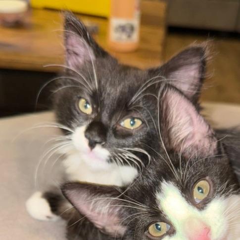 Enlarge Lycan, a Adoptable Domestic Short Hair in Morrisville, VT image 6/6
