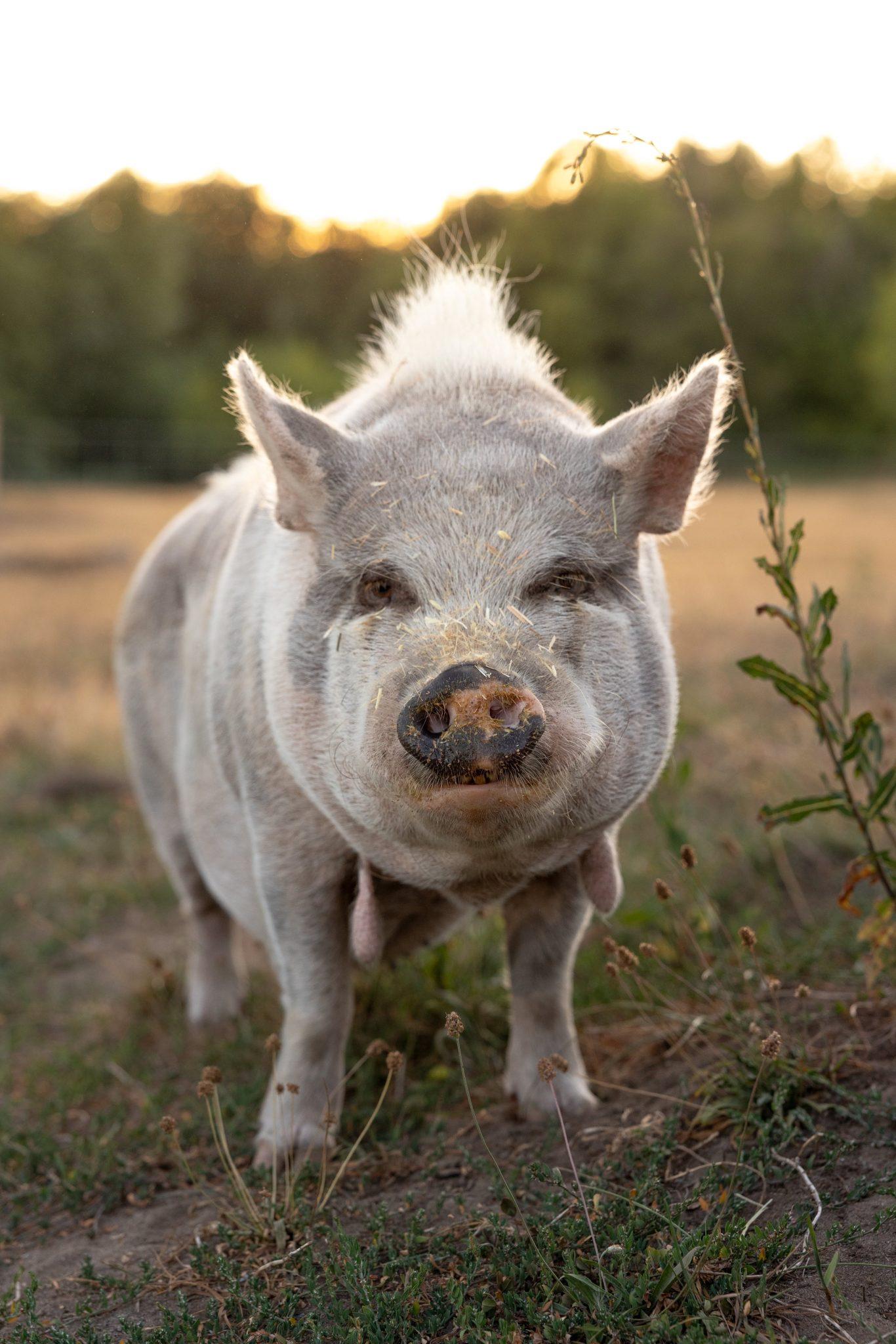 Kiwi, Adoptable, Senior Female Pot Bellied.