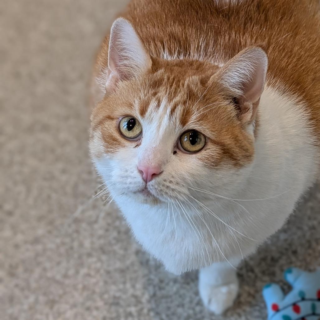 Ida, Adoptable, Senior Female Domestic Short Hair.