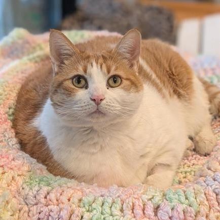 Enlarge Ida, a Adoptable Domestic Short Hair in Washington Township, OH image 2/6