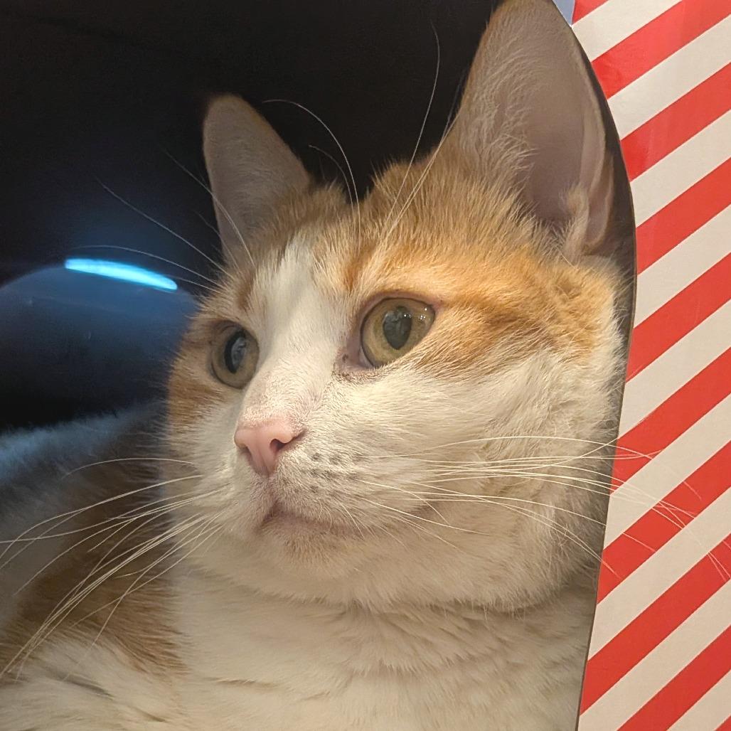 Enlarge Ida, a Adoptable Domestic Short Hair in Washington Township, OH image 3/6